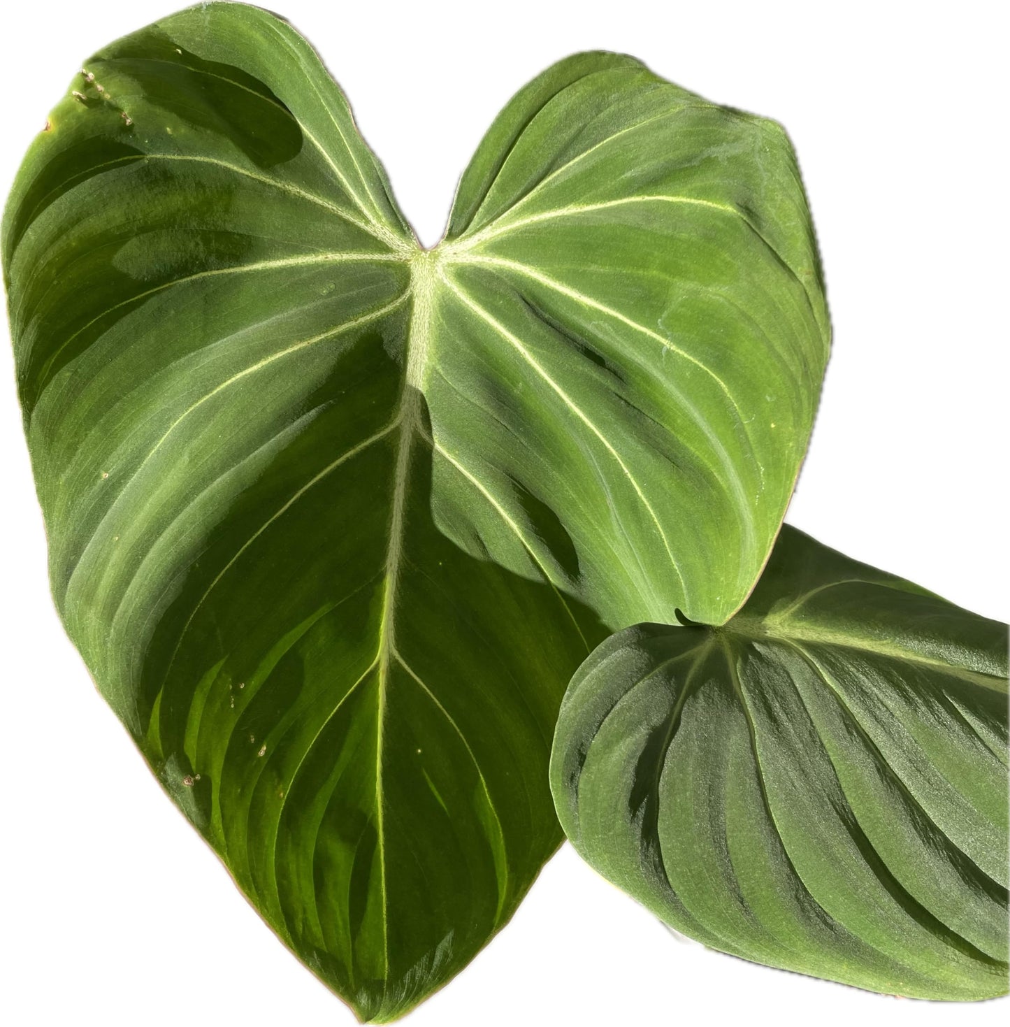 Philodendron Gloriosum - Rare Velvet Heart-Shaped Leaves - Philodendron Live Plant in 4" Pot - Easy Care & Low Maintenance Air Purifying Live Indoor Plant – Minor Leaf Imperfection - CA Seller
