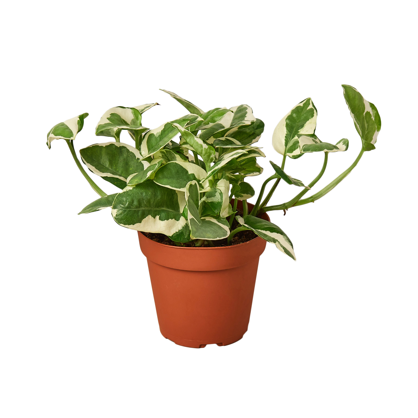 3 Live Pothos Plants Variety Pack - Easy to Care Houseplant Bundle - Air Purifying Plants - 4" Pot - Live Plant - Home and Garden Plants