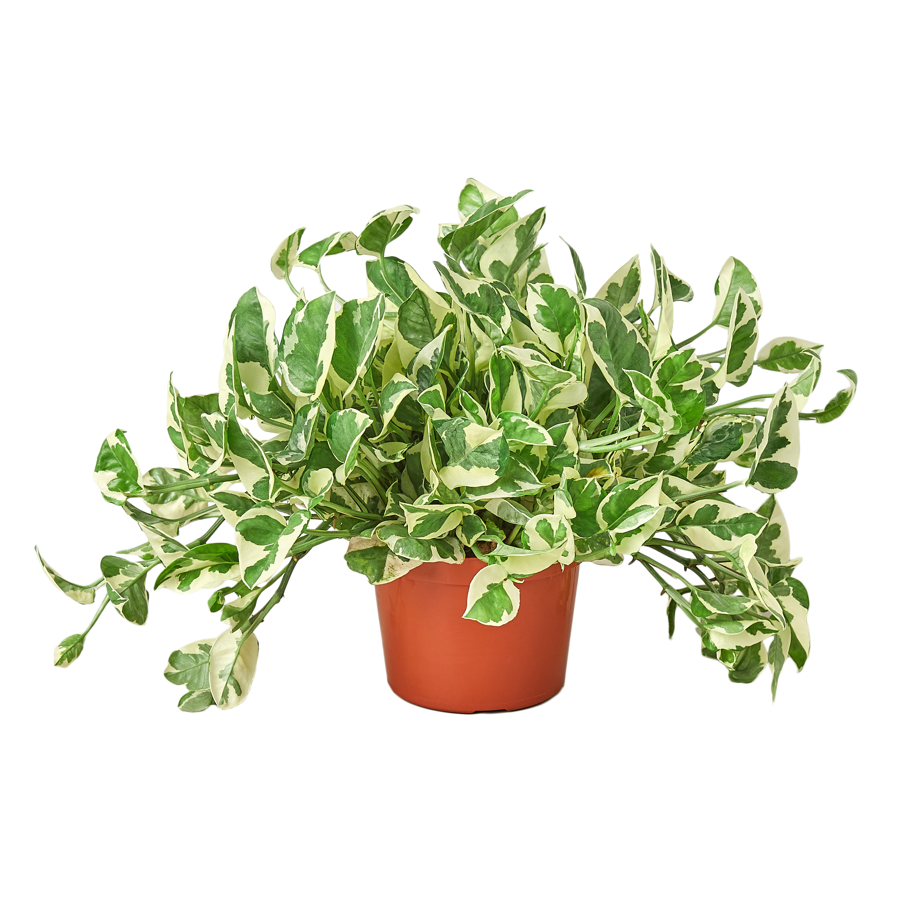pothos dunnville Pothos N'Joy - Epipremnum aureum 'n'joy' - Variegated Devil's Ivy