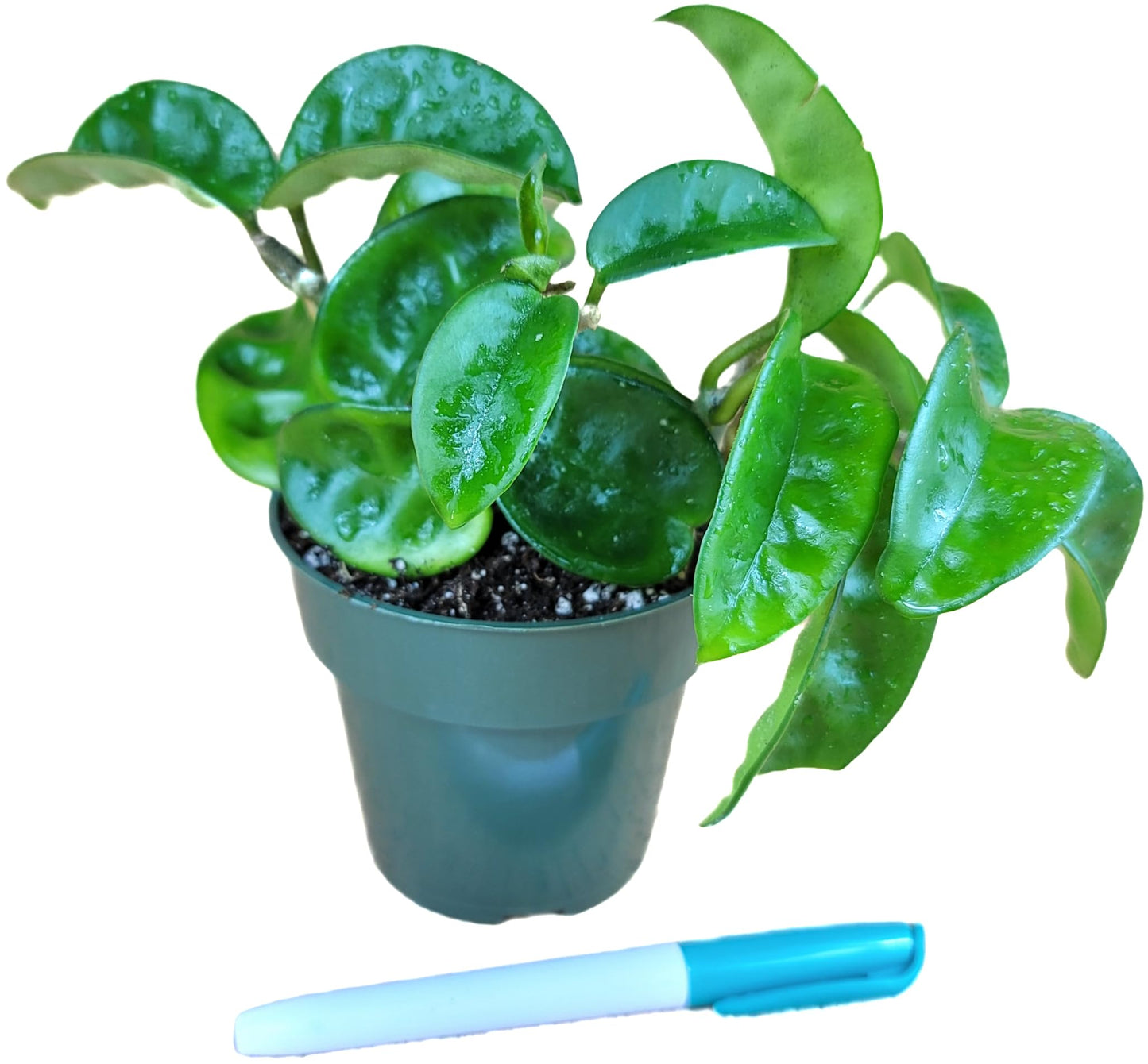 Hoya Krinkle 8 Live Hoya Plant Pink Flowers with Chocolate Smells Available in 2", 4", and 6" Pot