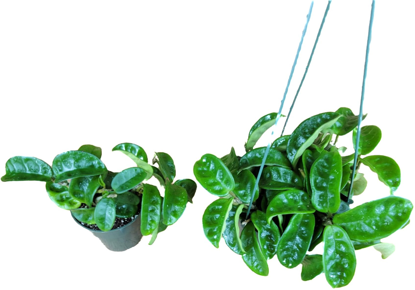 Hoya Krinkle 8 Live Hoya Plant Pink Flowers with Chocolate Smells Available in 2", 4", and 6" Pot