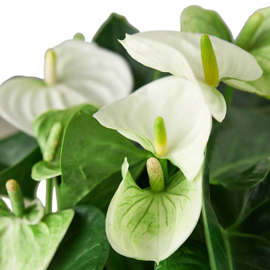 Anthurium White Flower Andraeanum - Exotic Tropical Houseplant with Glossy White Flowers and Lush Foliage - Easy-Care Indoor Plant - CA Seller - Air Purifying Plant