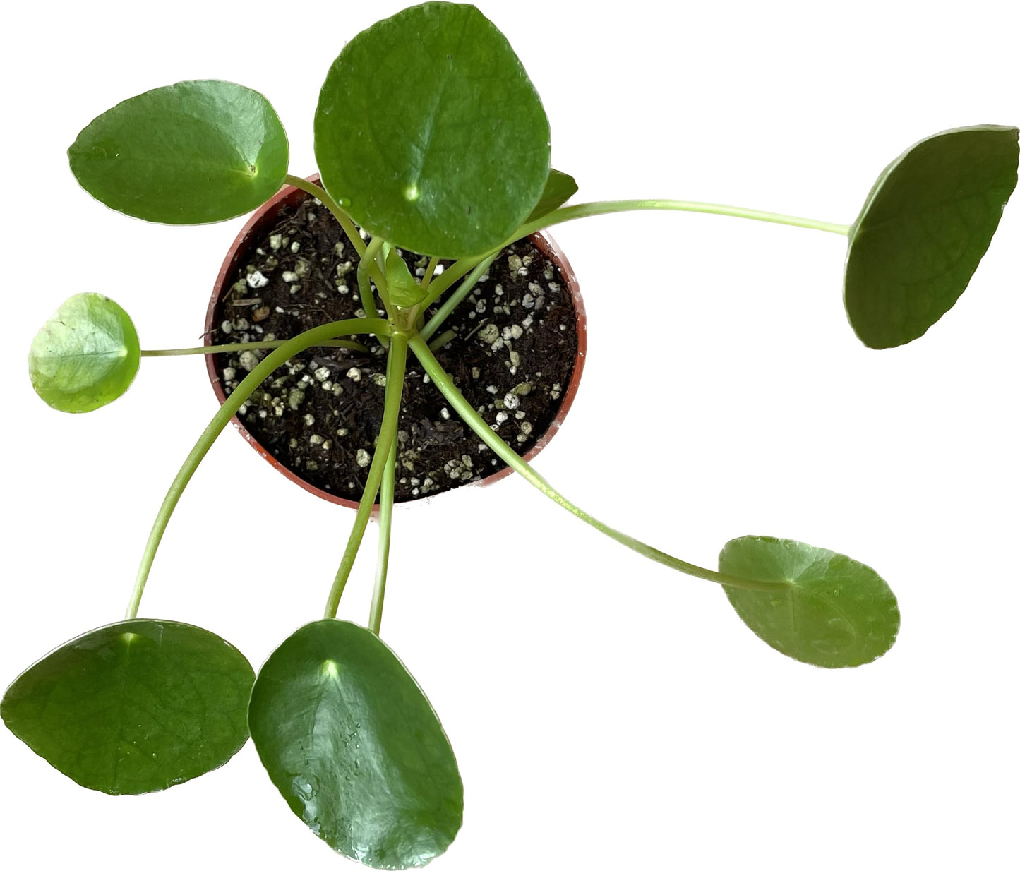 Chinese Money Plant Live - Pilea peperomioides Live Plant | Easy Care Indoor Houseplant | Air Purifying | 4-Inch & 6-inch Pot Available | California Seller