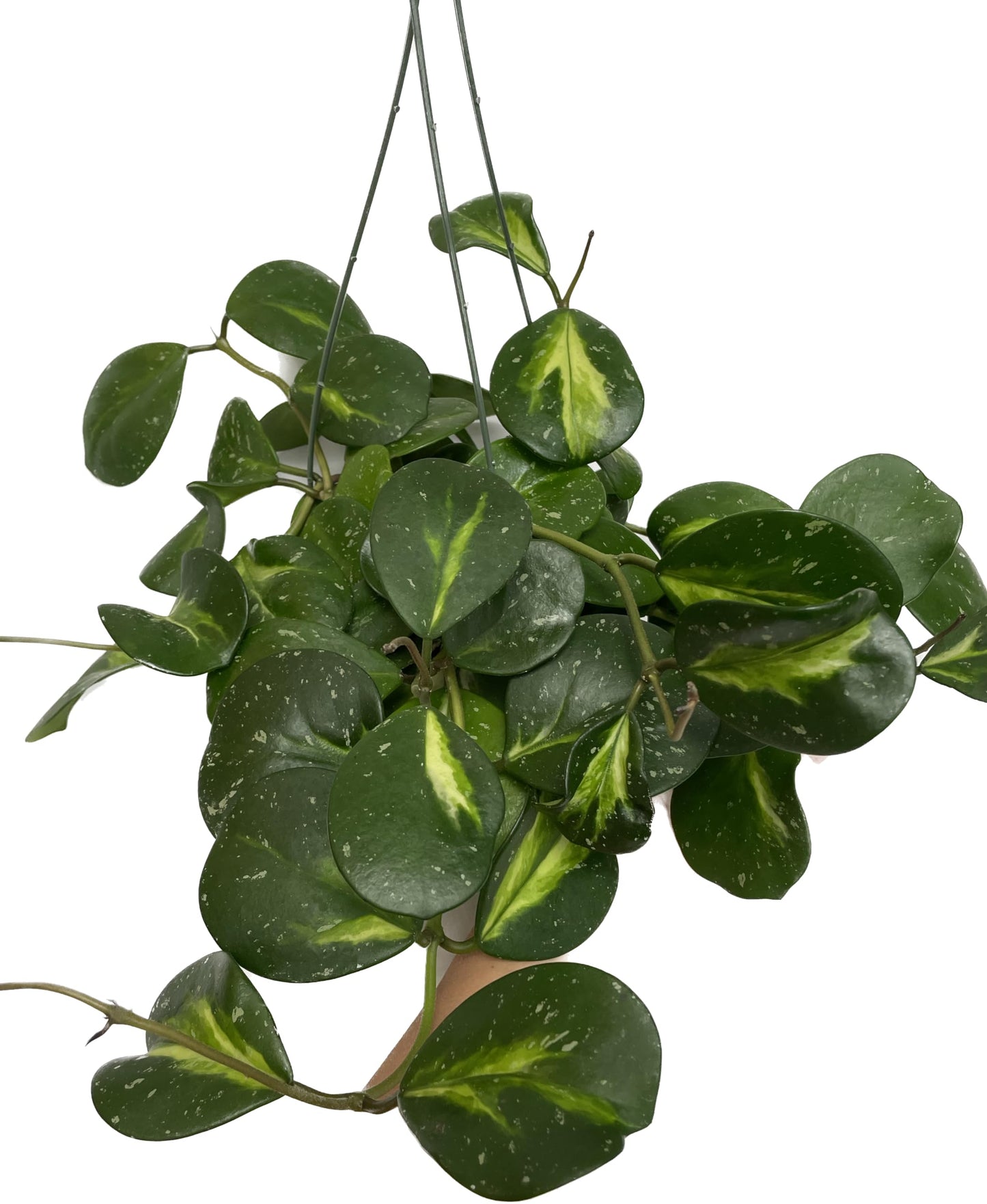 Variegated Hoya Obovata Spalsh Available in 2" Pot, 4" Pot, and 6" Hanging Pot - Hoya Plants Live Houseplants - California Seller - Air Purifying Plant - Pet Friendly Plant