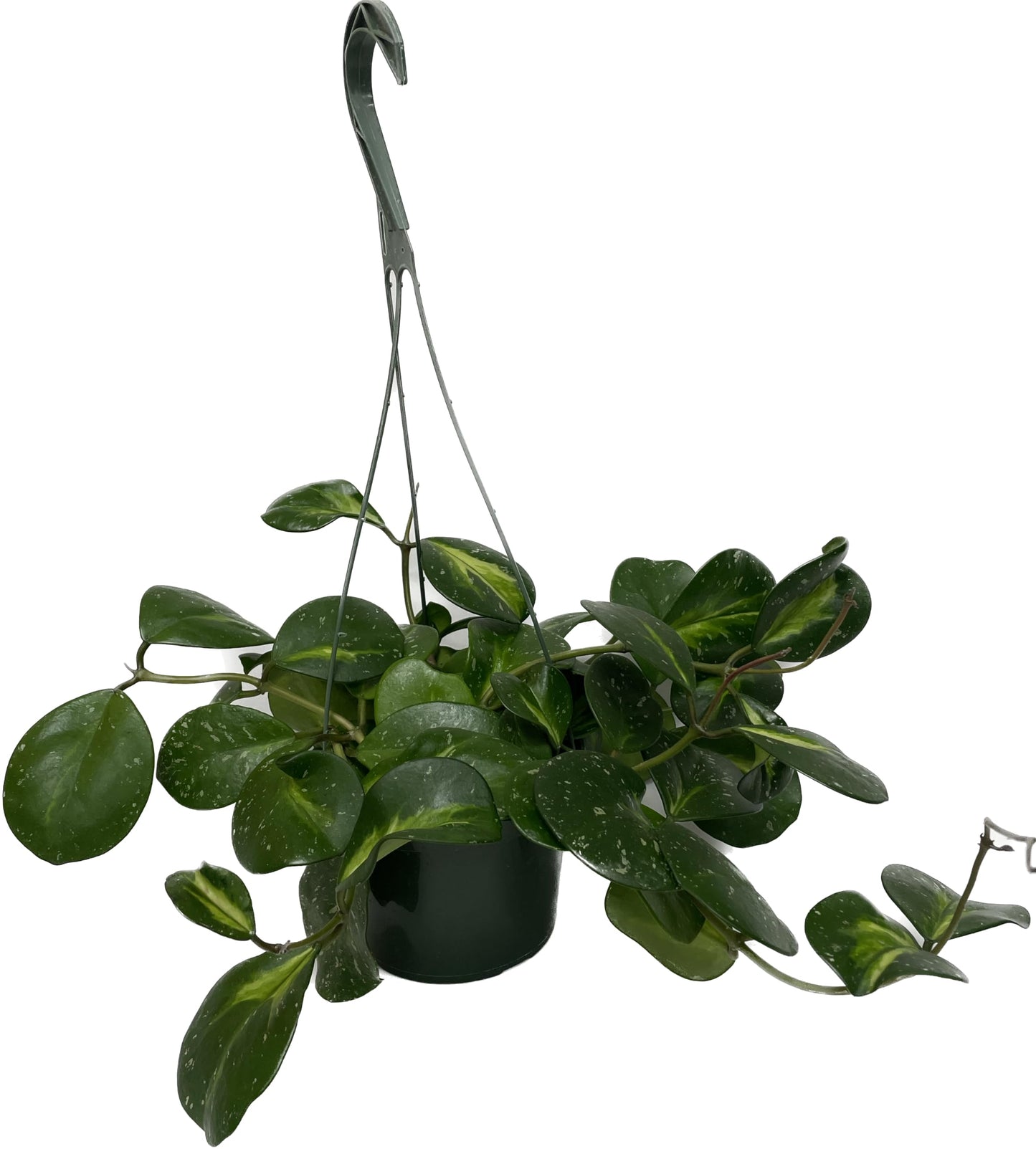 Variegated Hoya Obovata Spalsh Available in 2" Pot, 4" Pot, and 6" Hanging Pot - Hoya Plants Live Houseplants - California Seller - Air Purifying Plant - Pet Friendly Plant