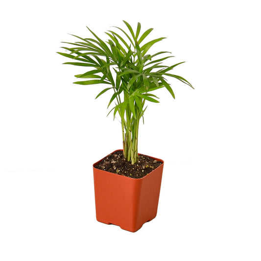 Parlor Palm Live Indoor Plant | Neanthebella Live Plant | Air Purifying Plant | Ship from CA in Nursey Pot | PET Friendly