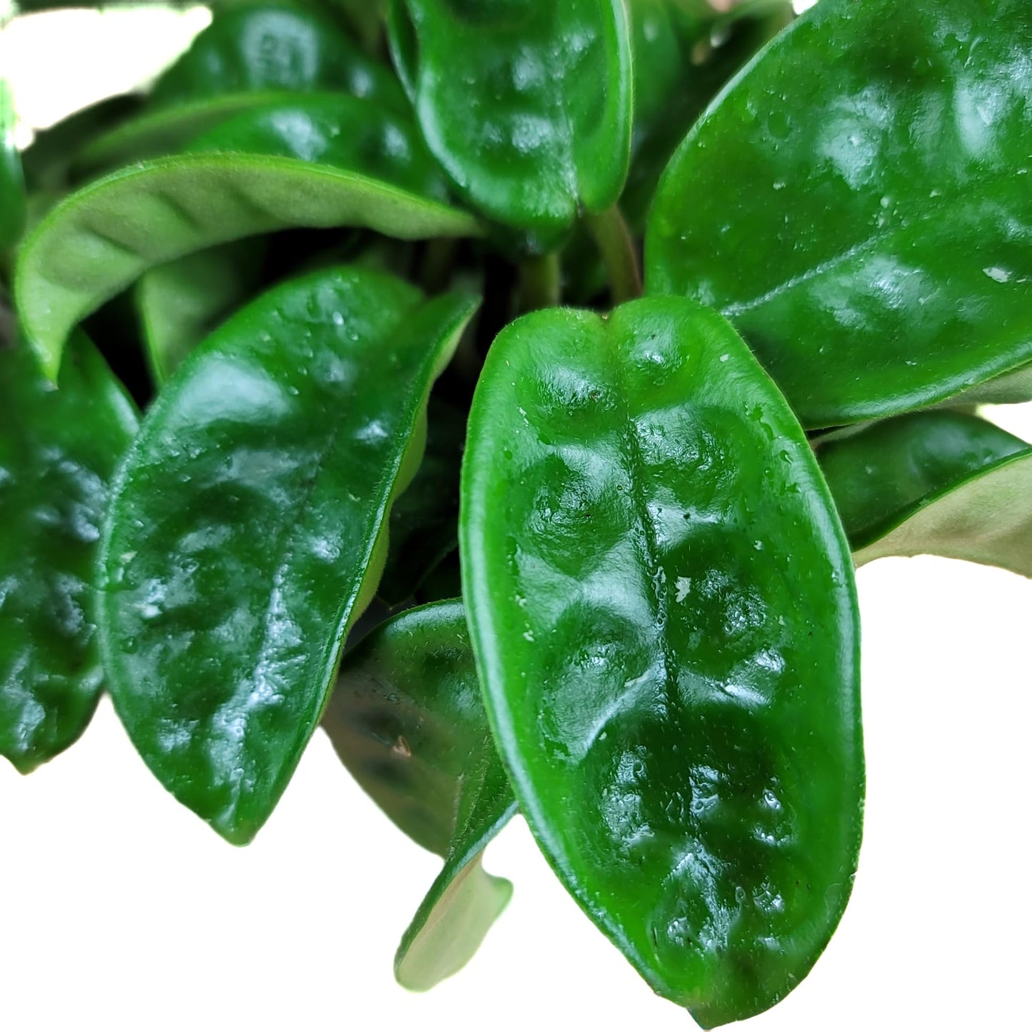 Hoya Krinkle 8 Live Hoya Plant Pink Flowers with Chocolate Smells Available in 2", 4", and 6" Pot