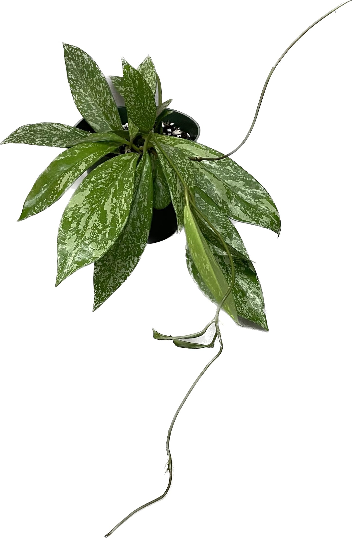 Hoya Publicalyx Splash Red Button - Hoya Plant - Air Purifying Plant - Pet Friendly Plant - Hoya Plants Live Houseplants - Wax Plant