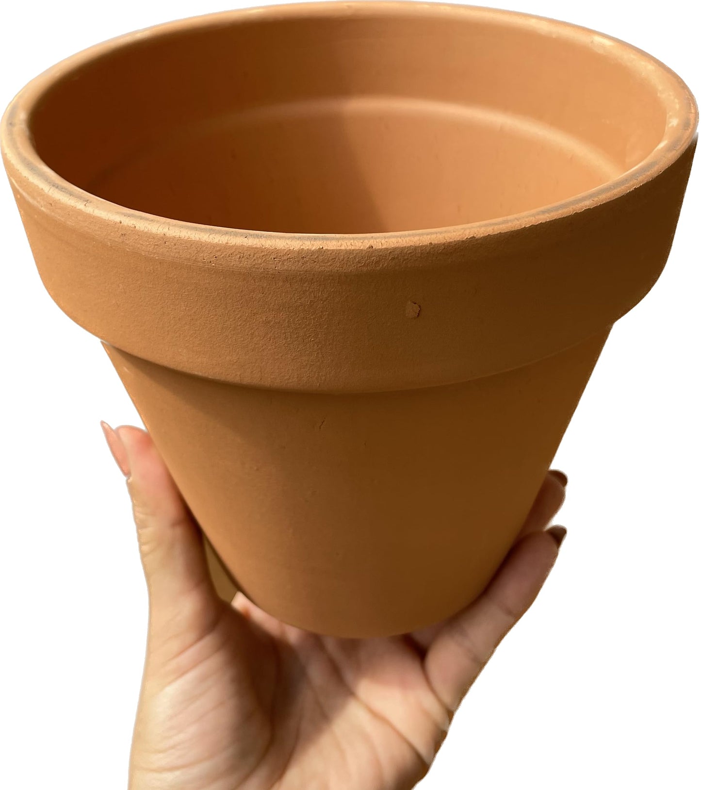 Pothos N'Joy Live Plant - Epipremnum aureum n'joy - Variegated Devil's Ivy - Air Purifying Houseplant - Live Plant Gift - California Seller