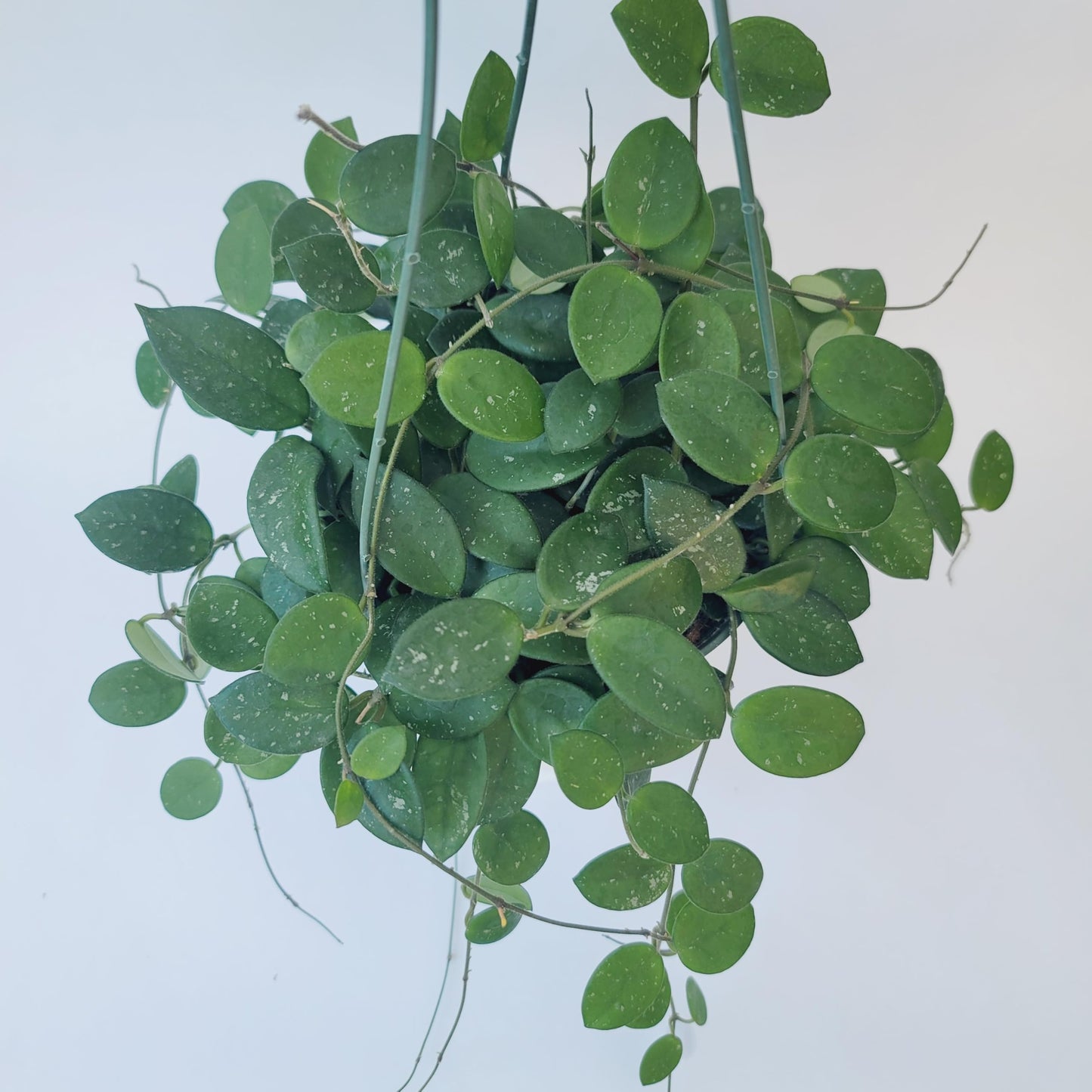 Hoya Mathilde Live Plant – Hoya Carnosa x Hoya Serpens - Rare Trailing Houseplant - Hoya Plants Live Houseplants - Air Purifying Plant - Ships from CA