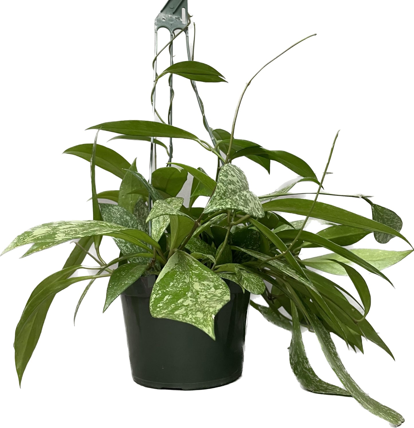 Hoya Publicalyx Splash Red Button - Hoya Plant - Air Purifying Plant - Pet Friendly Plant - Hoya Plants Live Houseplants - Wax Plant