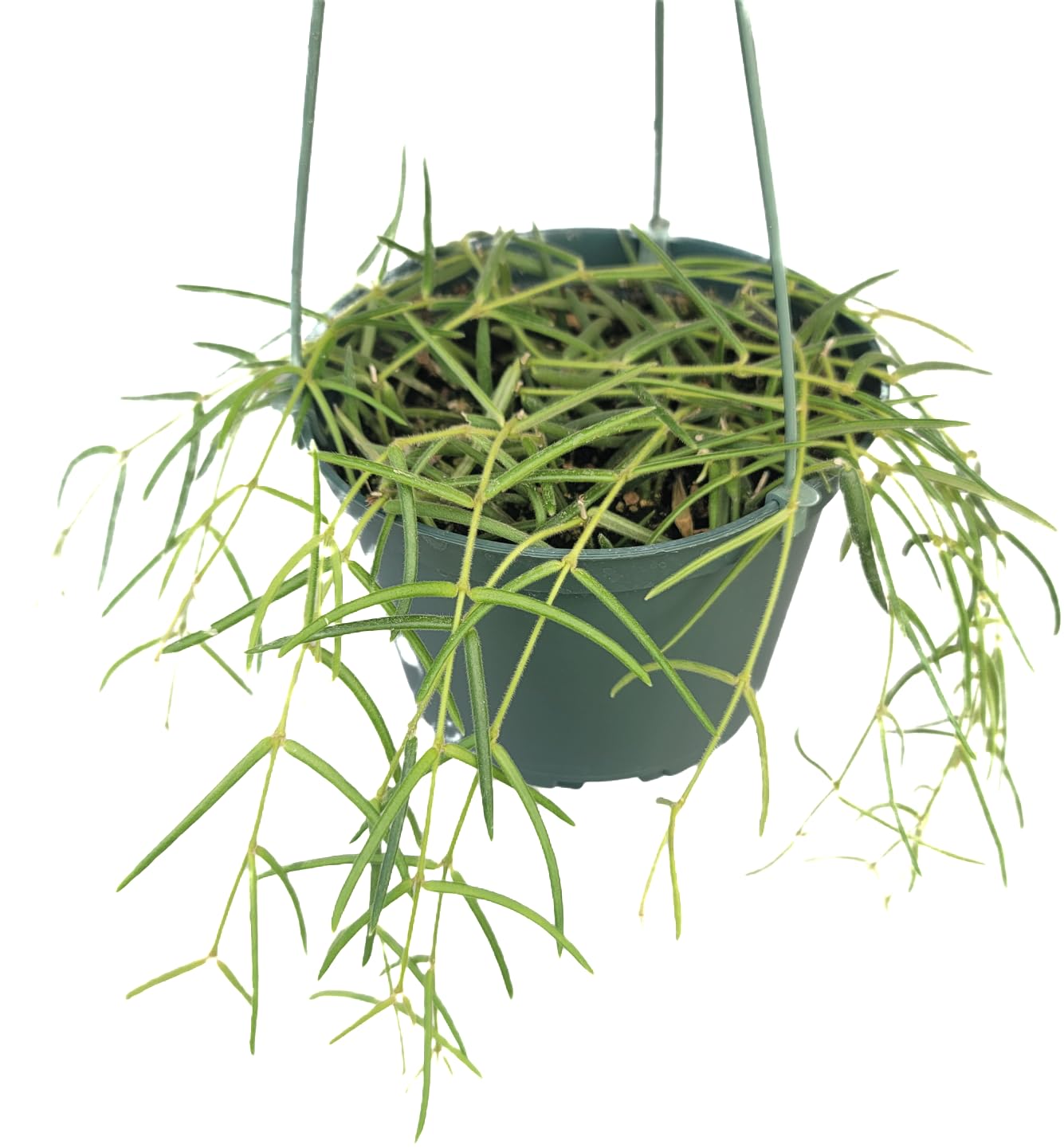 Hoya Linearis Live Plant in 6” Hanging Pot – Rare Trailing Houseplant with Fuzzy Foliage - Hoya Plants Live Houseplants - Air Purifying Plant - Ships from CA