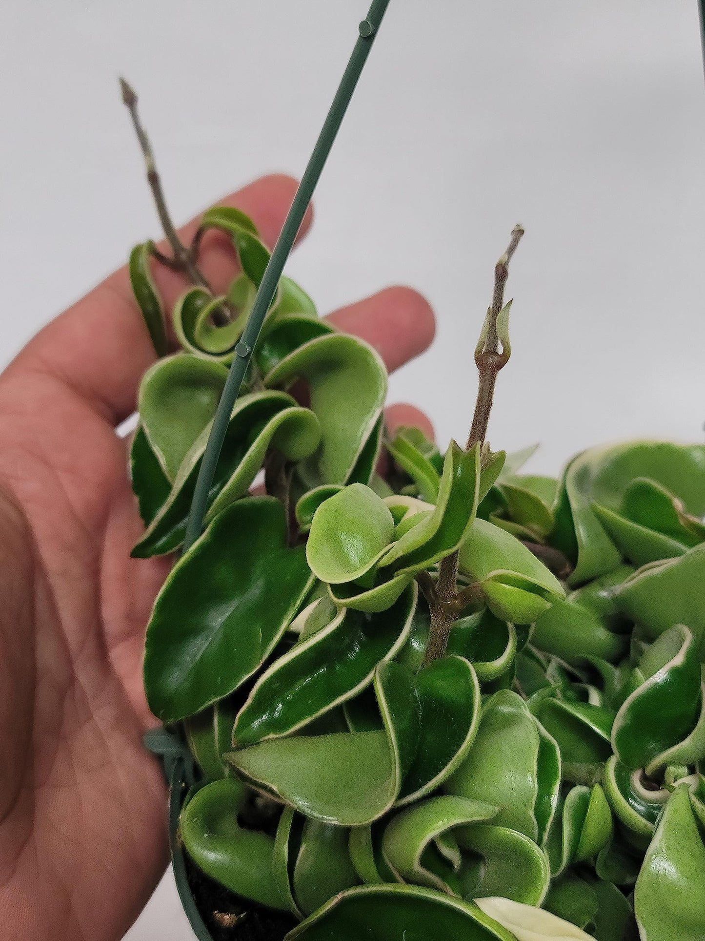 Variegated Hoya Compacta aka Hoya Hindu Rope Variegated - Available in 2", 4", and 6" Pot Live Hoya Plant Prime Plants California - Air Purifying Plant - Pet Friendly Plant