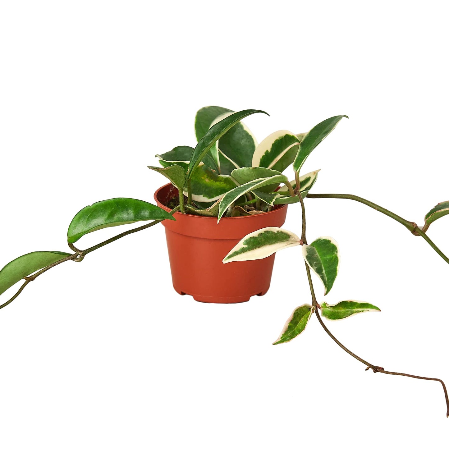 Hoya Plants Live Houseplants 4" Pot Variety Assortment Pack in 2,4, or 8 Live Hoya Plants - Pet Friendly Plants - Air Purifying Plants - CA Seller