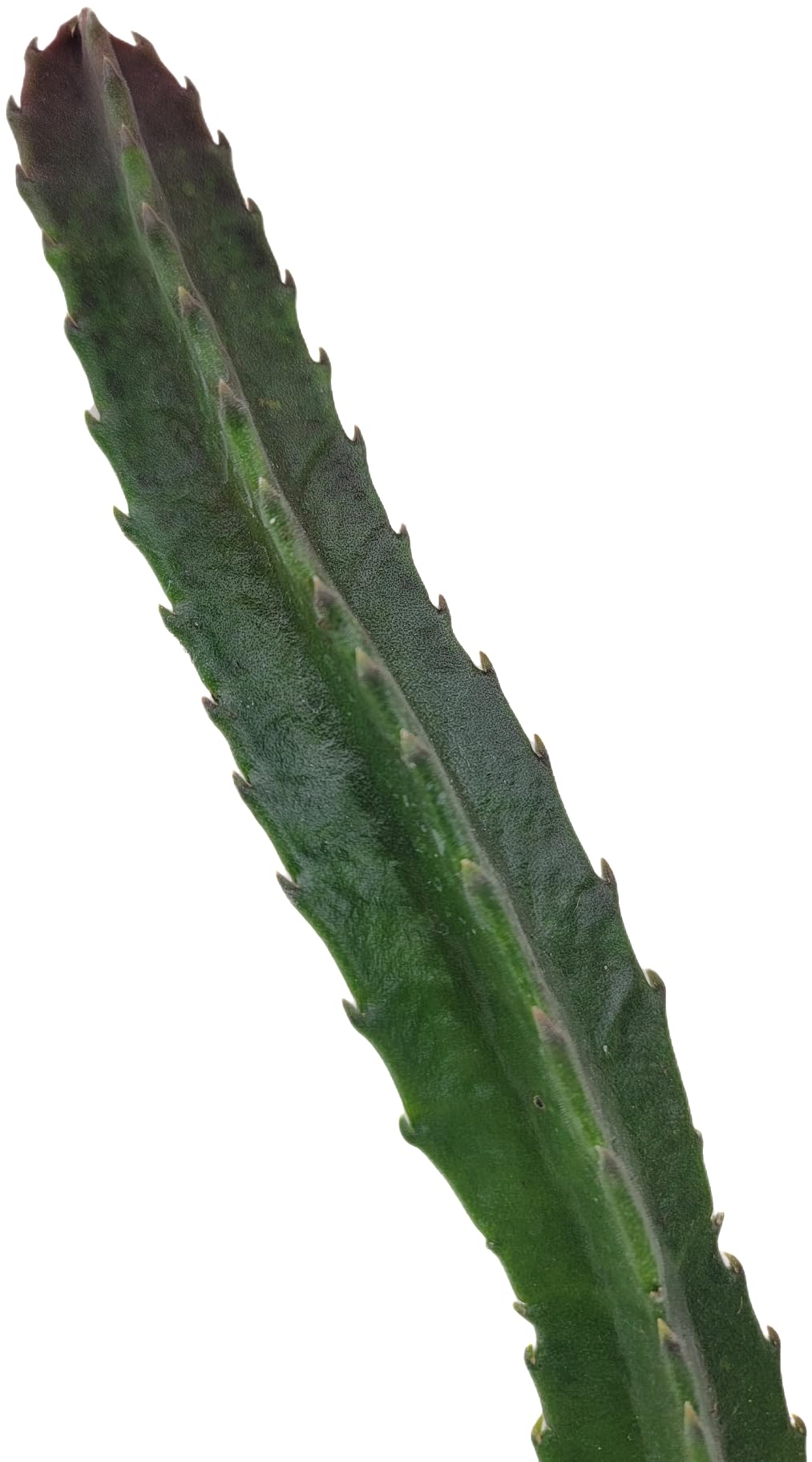 Starfish Cactus with Beautiful Giant Yellow Flowers | Stapelia gigantea | Giant Starfish Plant | Rare Live Plant Huernia | CA Seller