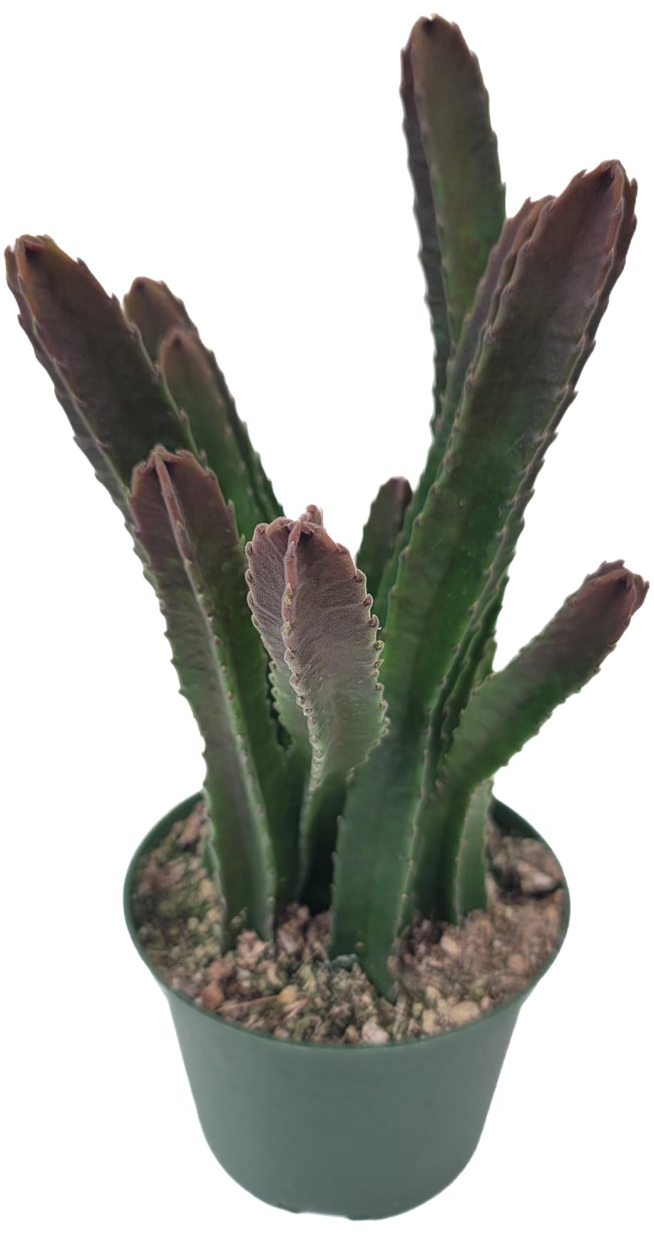 Starfish Cactus with Beautiful Giant Yellow Flowers | Stapelia gigantea | Giant Starfish Plant | Rare Live Plant Huernia | CA Seller