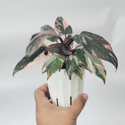 Philodendron Pink Princess Marble Galaxy Variegation with Dark Cherry Colors - Perfect Plant Gift - Rare Pink Live Plant - Variegated Philodendron eurebscens - CA Seller