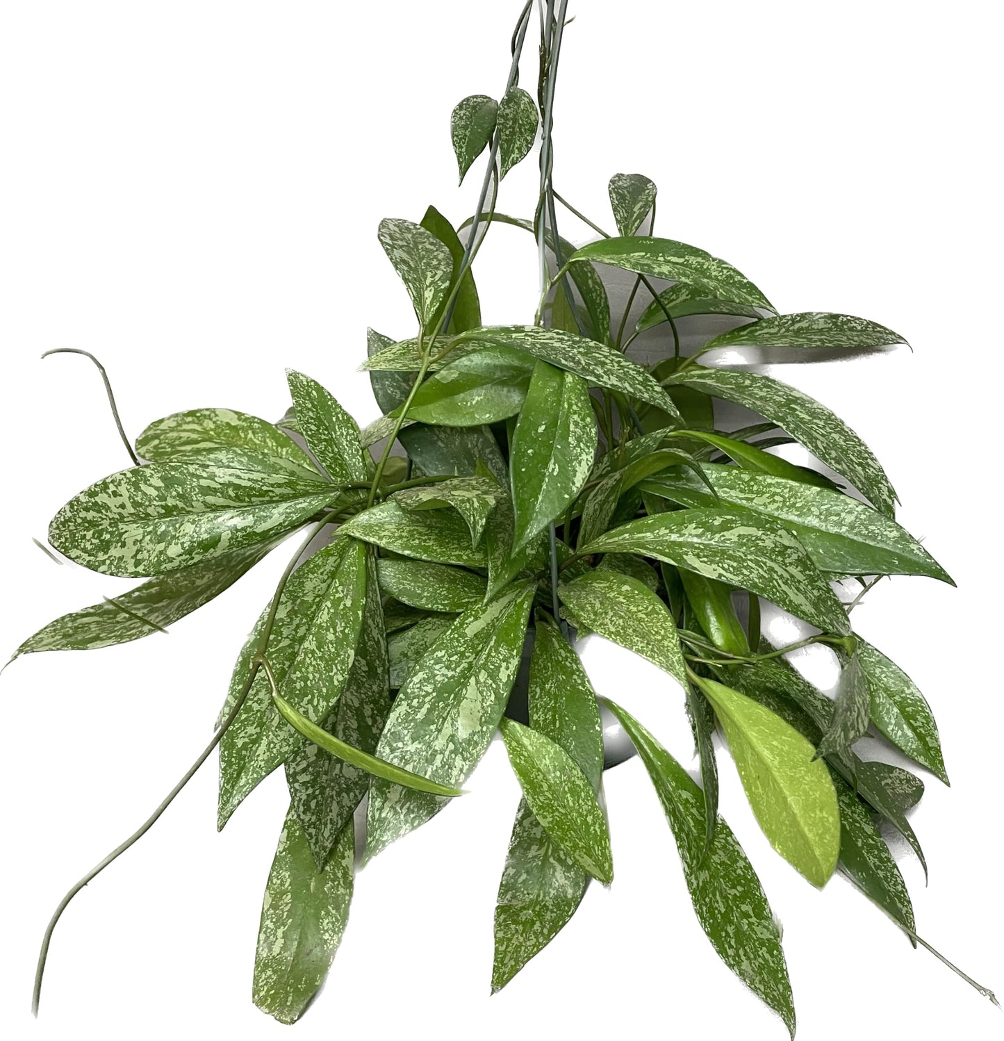 Hoya Publicalyx Splash Red Button - Hoya Plant - Air Purifying Plant - Pet Friendly Plant - Hoya Plants Live Houseplants - Wax Plant