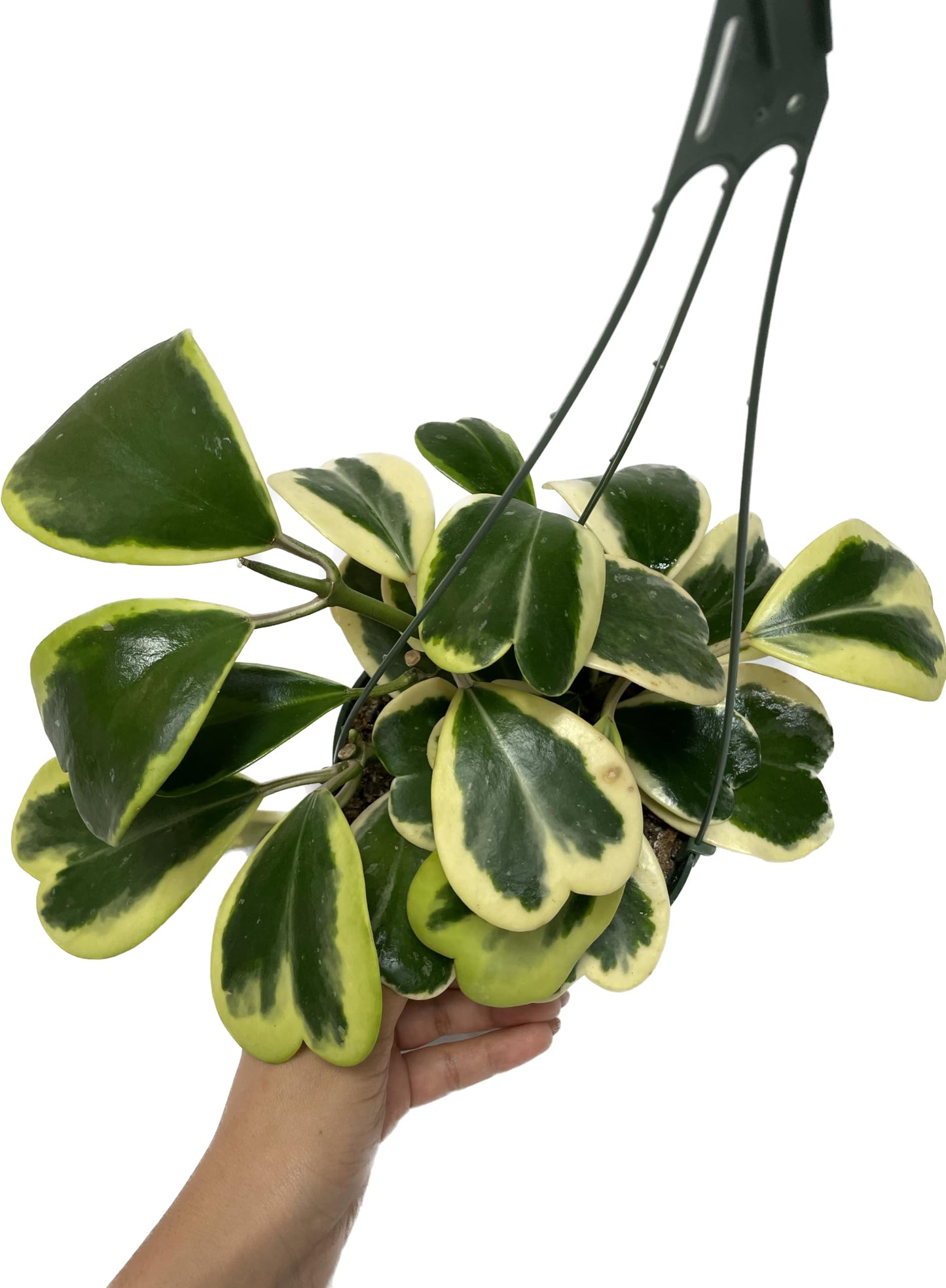 Variegated Hoya Kerrii - Hoya Plants Live Houseplant - Live Hoya Plant - Outer Variegated Hoya Kerrii - Plant Gift - Air Purifying Plant
