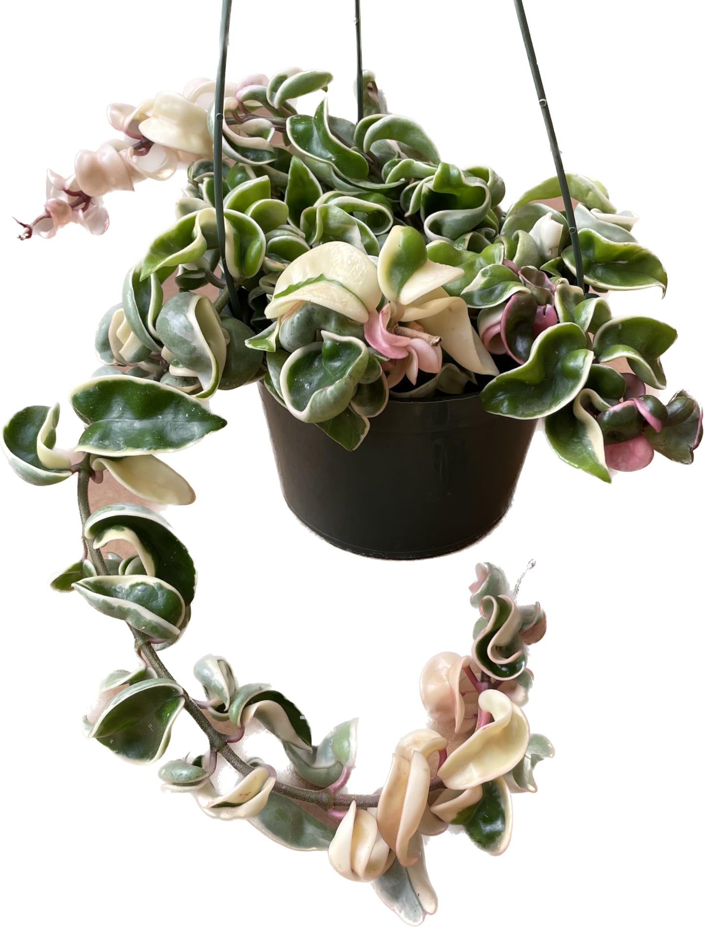Variegated Hoya Compacta aka Hoya Hindu Rope Variegated - Available in 2", 4", and 6" Pot Live Hoya Plant Prime Plants California - Air Purifying Plant - Pet Friendly Plant
