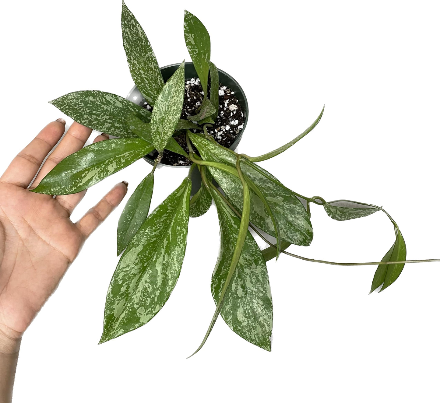Hoya Publicalyx Splash Red Button - Hoya Plant - Air Purifying Plant - Pet Friendly Plant - Hoya Plants Live Houseplants - Wax Plant