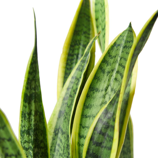 Live Snake Plant in Pot - Sansevieria trifasciata Laurentii - Fully Rooted Indoor House Plant in Pot - Mother in Law Tongue Sansevieria Plant - Best Air Purifying Plant - CA Seller