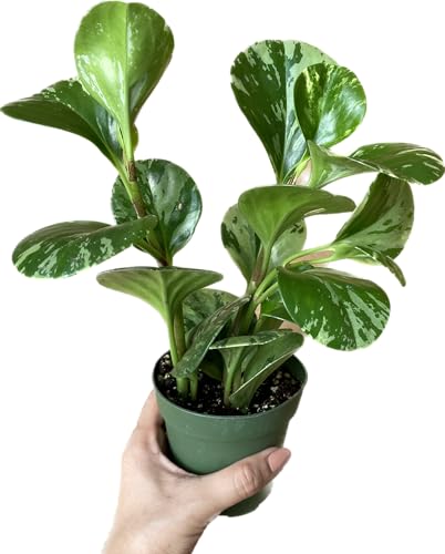Live Rubber Plant - Peperomia Marble - Peperomia Obtusifolia Marble Variegated - Available in 3", 4", and 6" Pots - CA Seller - Ideal Gift for Home, Office - Peperomia Live Plant