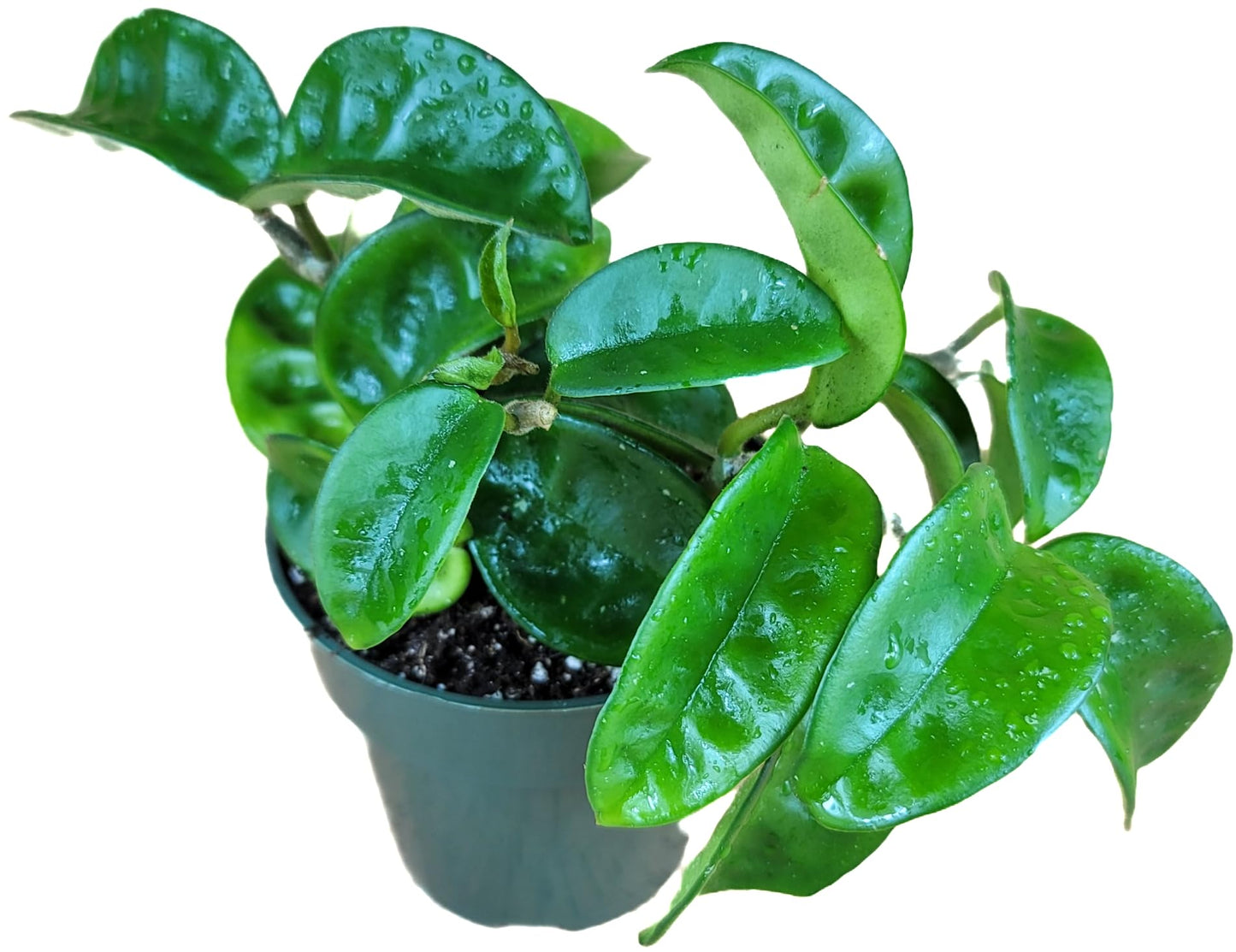 Hoya Krinkle 8 Live Hoya Plant Pink Flowers with Chocolate Smells Available in 2", 4", and 6" Pot