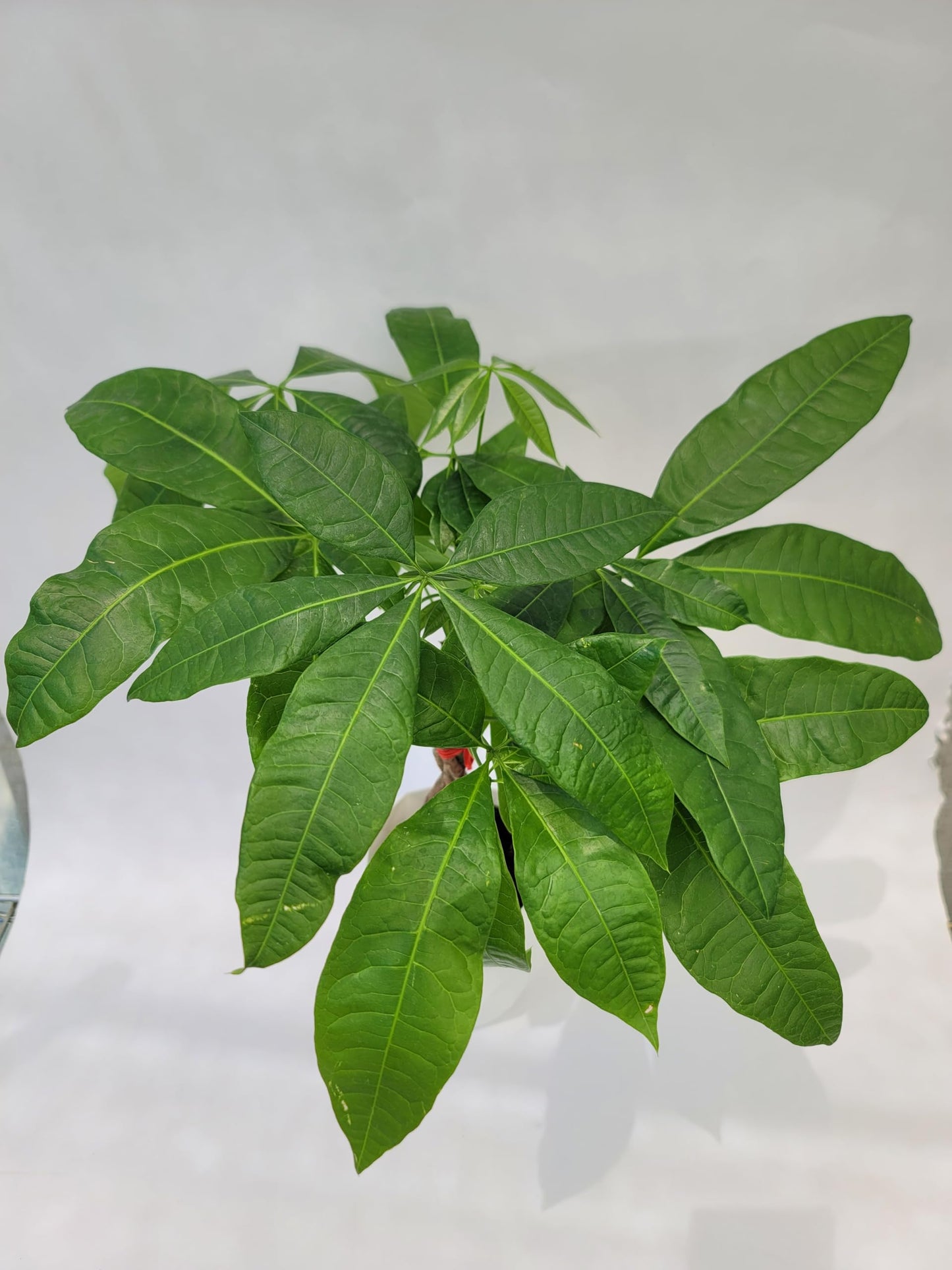 self watering money tree plant Braided Chinese Money Tree Live Plant - Now Available in Geometric Self-Watering Planter - Pachira Aquatica - Live Bonsai Tree