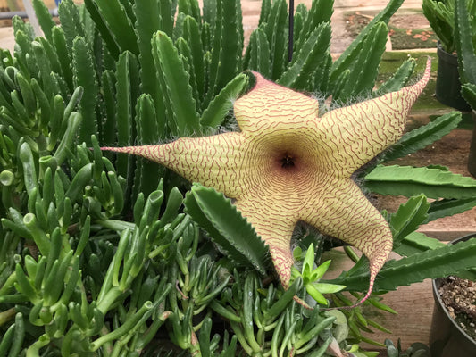 Starfish Cactus with Beautiful Giant Yellow Flowers | Stapelia gigantea | Giant Starfish Plant | Rare Live Plant Huernia | CA Seller
