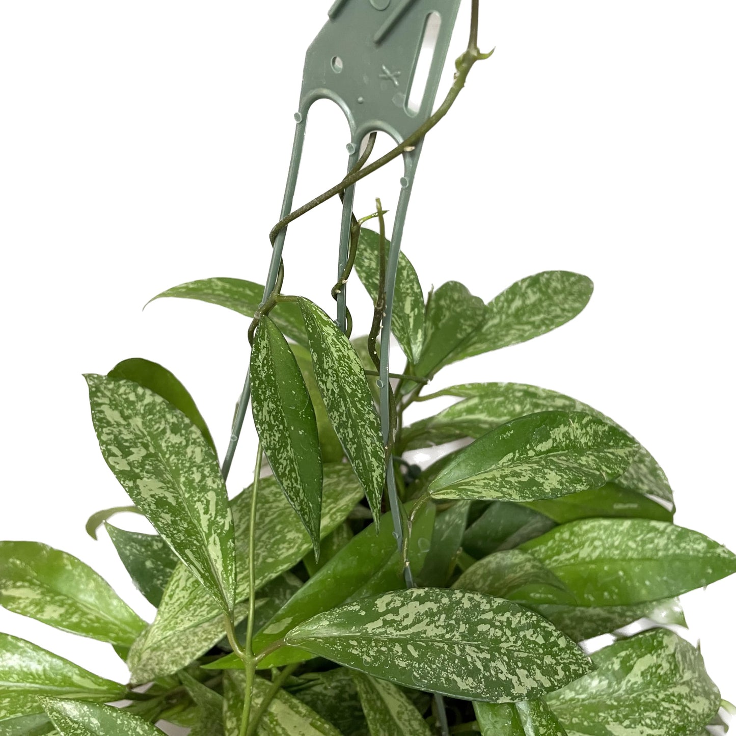 Hoya Publicalyx Splash Red Button - Hoya Plant - Air Purifying Plant - Pet Friendly Plant - Hoya Plants Live Houseplants - Wax Plant