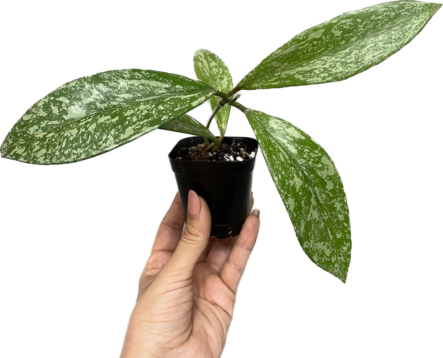 Hoya Publicalyx Splash Red Button - Hoya Plant - Air Purifying Plant - Pet Friendly Plant - Hoya Plants Live Houseplants - Wax Plant