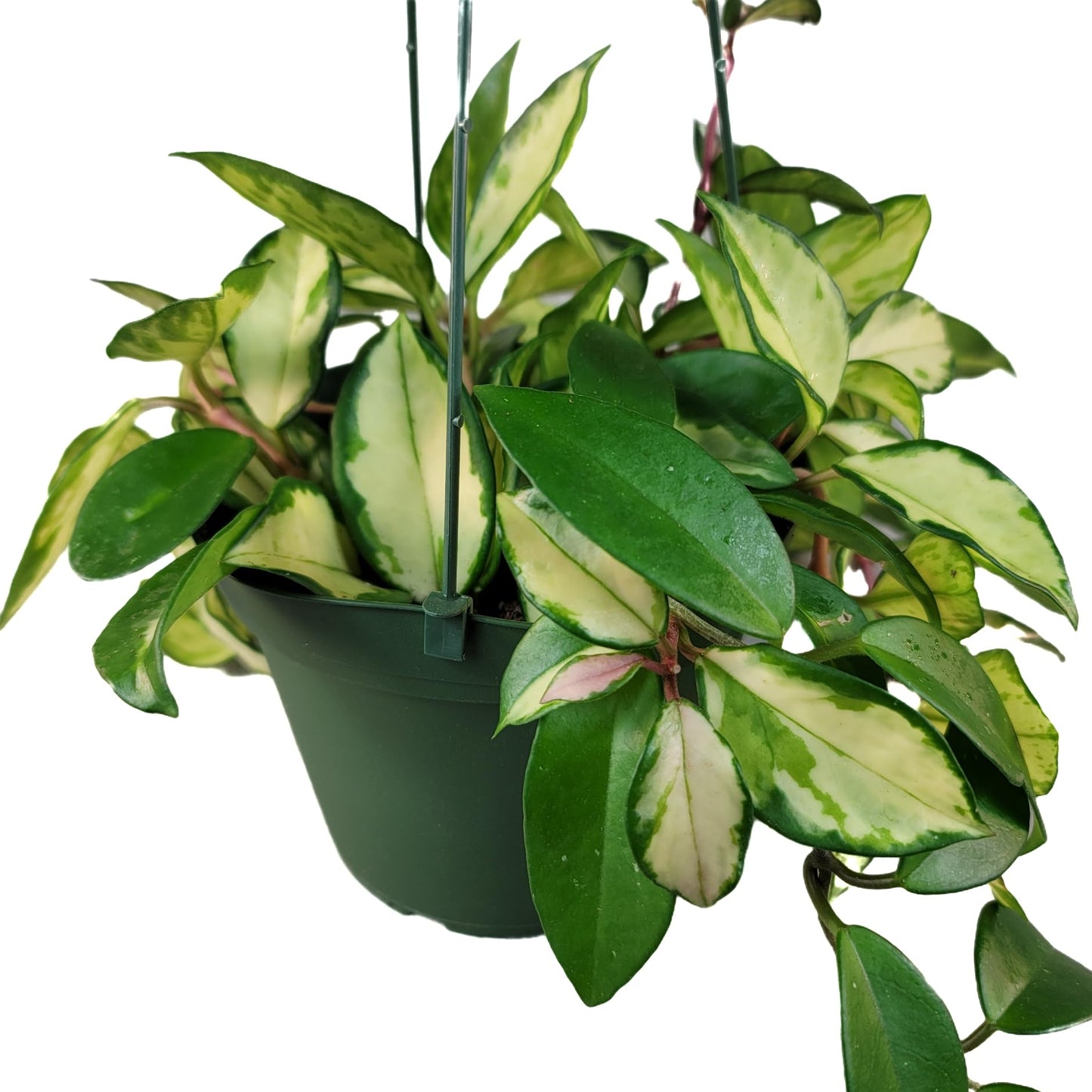 Hoya Krimson Princess Available in 2", 4", or 6" Pot Hoya Carnosa Vareiagata, Hoya Princess - Trailing Plant - Live Hoya Plant - Air Purifying Plant - Live Arriaval Guarantee!