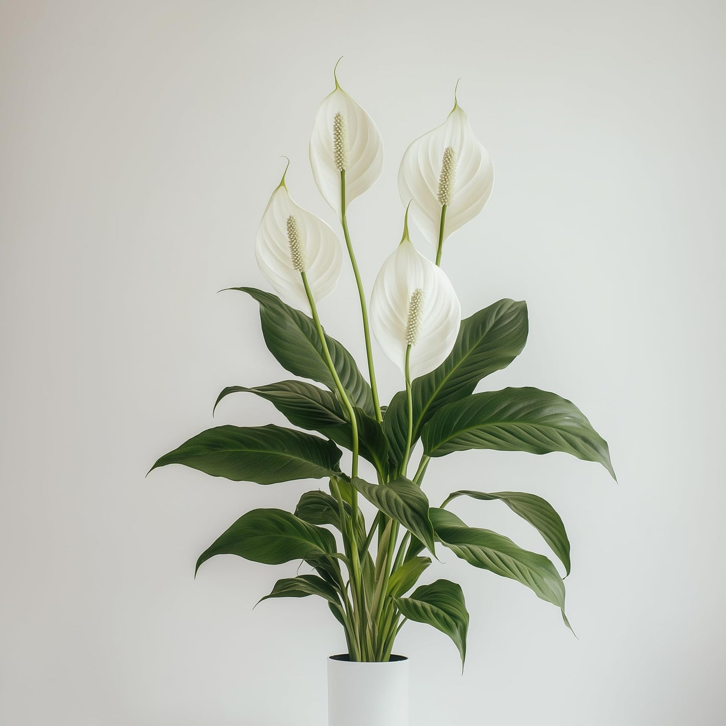 Spathiphyllum 'Peace Lily' Live Plant - NOT in Bloom Currently - Peacelily Plant Live Houseplant- Elegant Indoor Air Purifier - Low Maintenance Flowering Indoor Plant - CA Seller