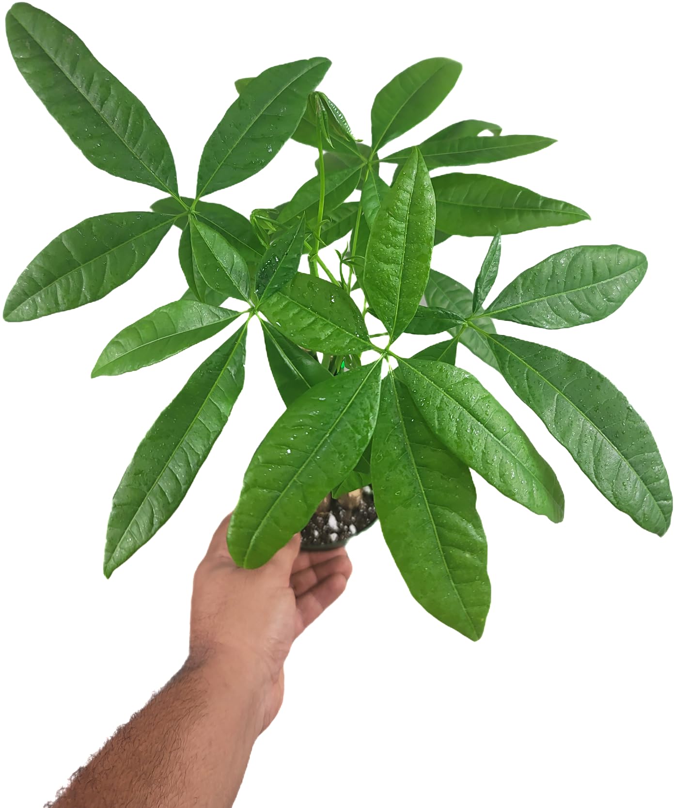 Chinese Money Tree Live Plant - Pachira Aquatica - Braided Chinese Money Plant Live - 12 to 16 inches Tall Live Bonsai Tree - Air Purifying Plant - California Seller