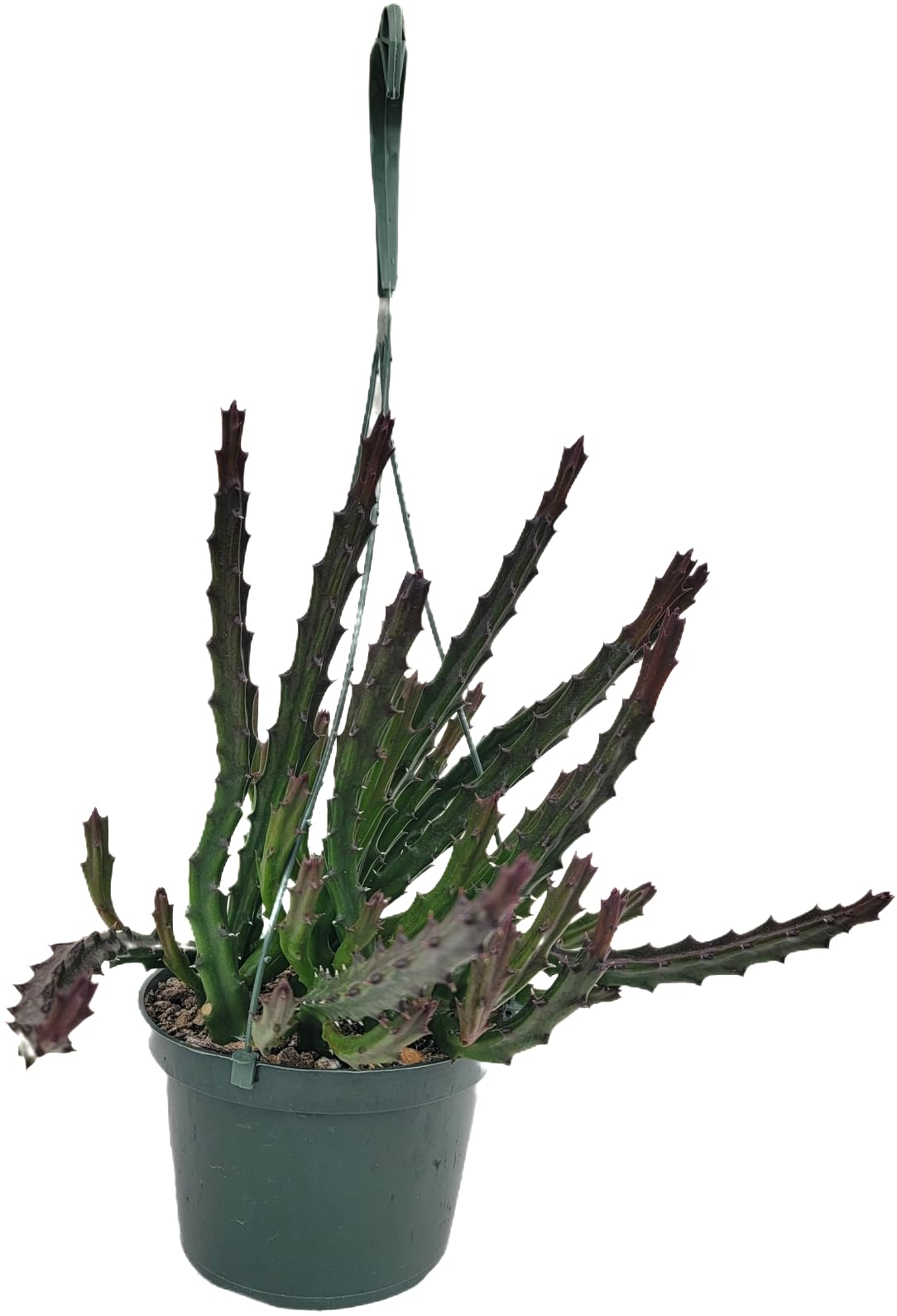 Lifesaver Plant with Purple Flowers - Live Plant in Pot - Stapelia Mutabilis - Beautiful Indoor Outdoor Cacti Succulent Houseplant with Exotic Blooms
