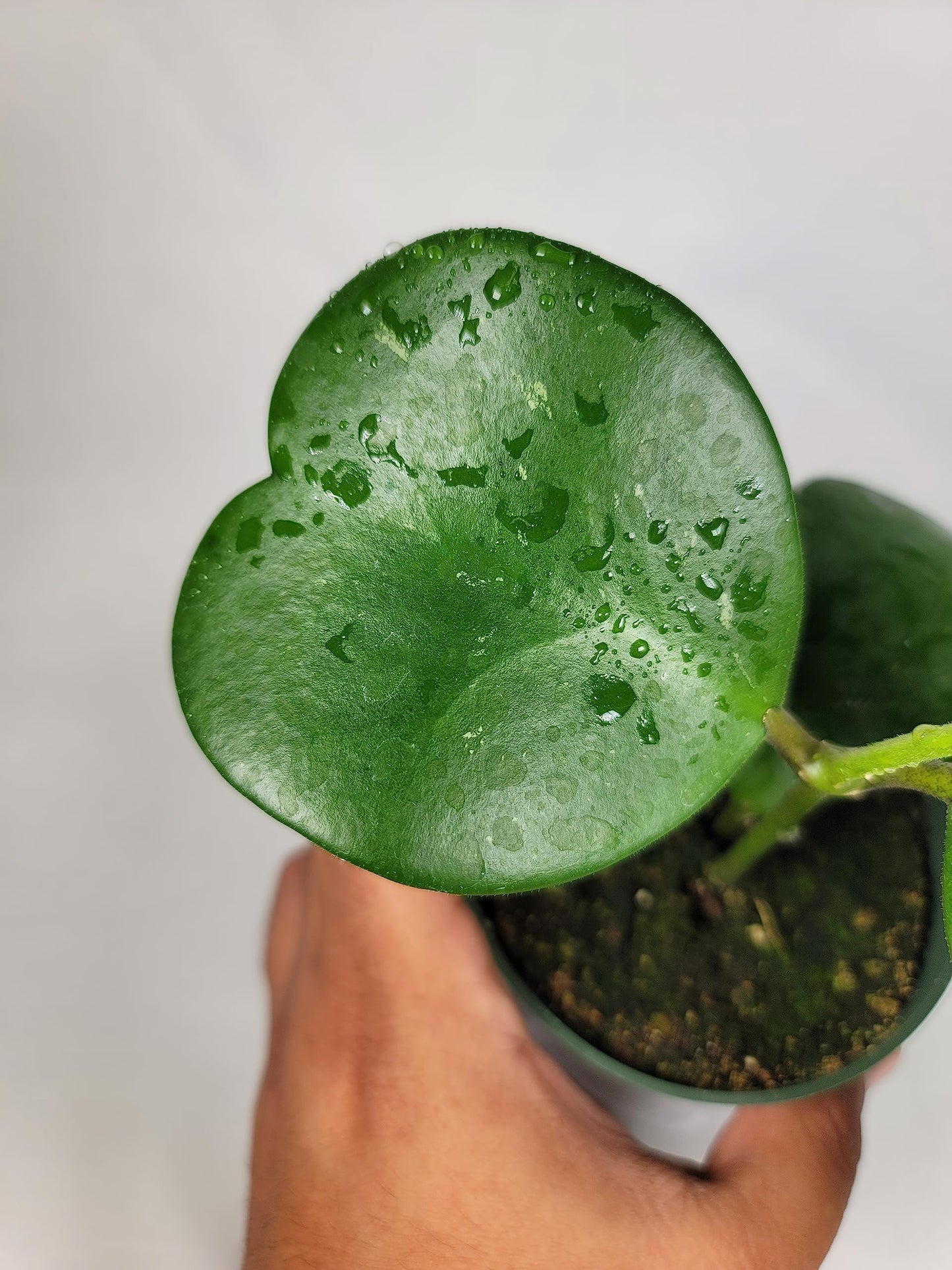 Hoya Kerrii Plant with Heartshape Leaves Live Hoya Plant Great Gift for Mothers and Loved Ones Sweetheart Hoya Live Plant