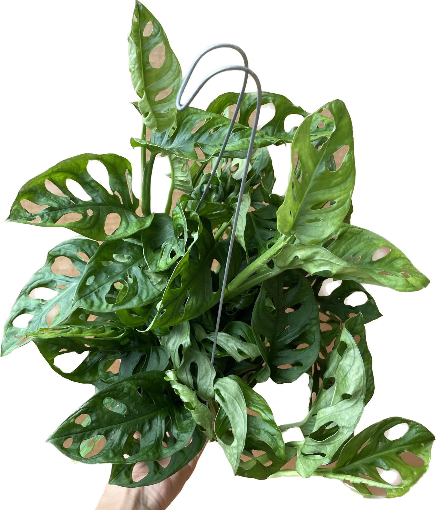 Premium Monstera Adansonii - Exotic Swiss Cheese Vine - Rare Indoor Plant - Swiss Cheese Plant Live - Monstera Plant Live - Limited Stock, Order Now