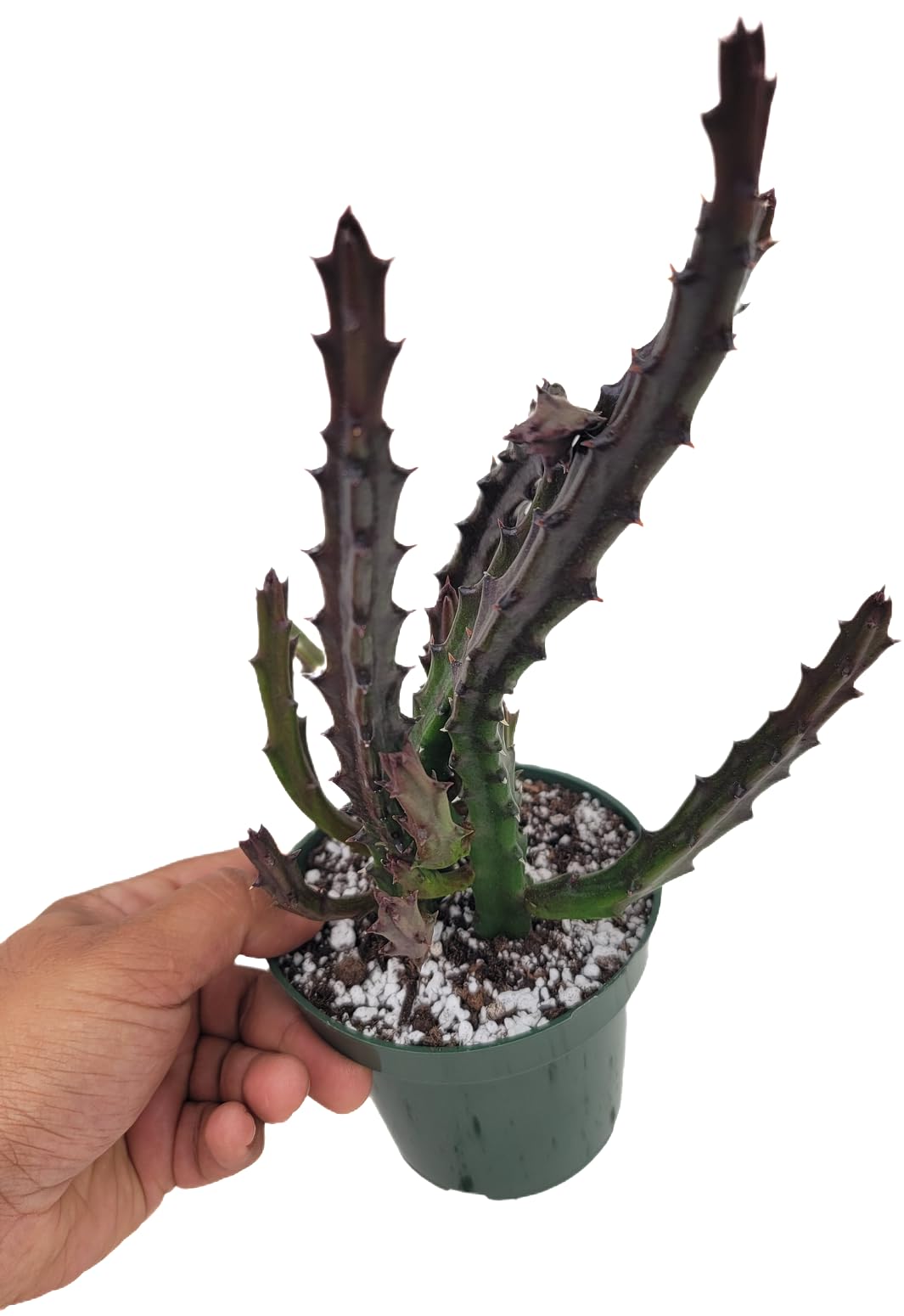 Lifesaver Plant with Purple Flowers - Live Plant in Pot - Stapelia Mutabilis - Beautiful Indoor Outdoor Cacti Succulent Houseplant with Exotic Blooms