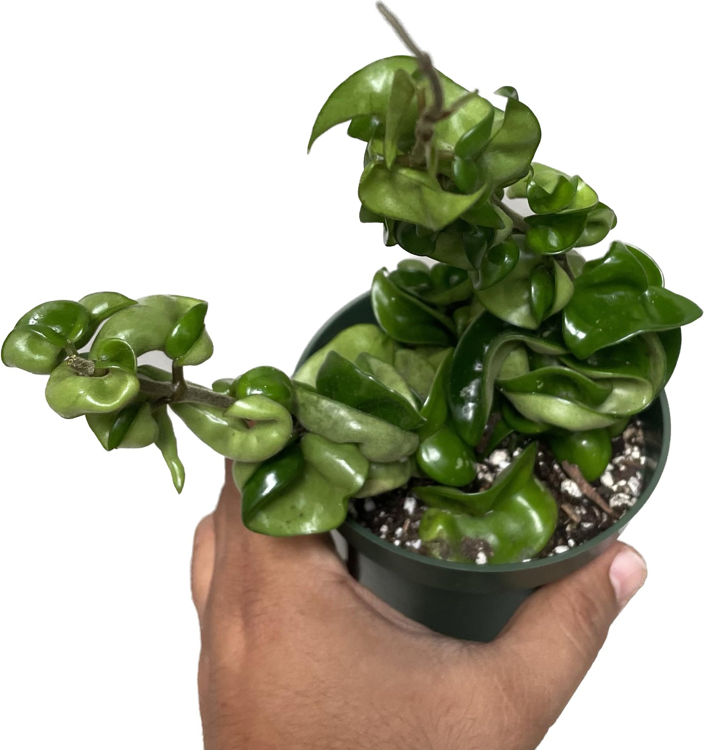 Hoya Compacta 2 Plants in a 4" Pot aka Hoya Hindu Rope Plant or Hoya Krinkle Kurl - Hoya Plant Live Houseplants - Live Hoya Plant - Hoya Compacta Live Plant - Air Purifying Plant - Pet Friendly Plant