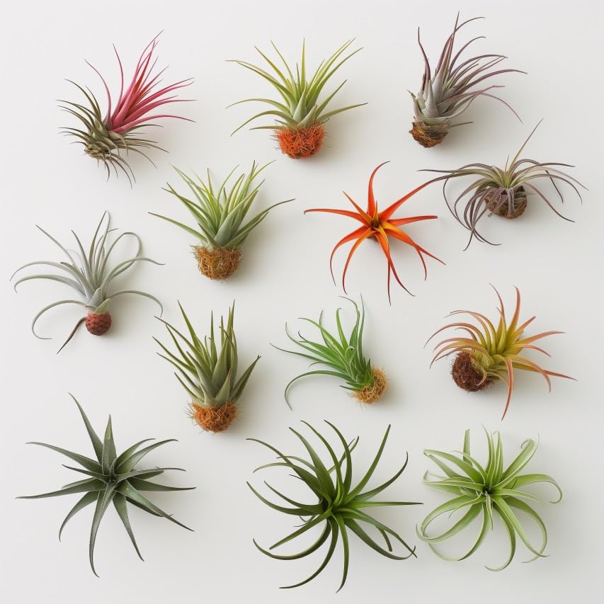 Air Plants Live | Air Plants Variety Pack Live | Available in Packs of 2, 4, 6, 8, 10, &12 | Tillandsia Live Plants | 1-5 inches | CA Seller