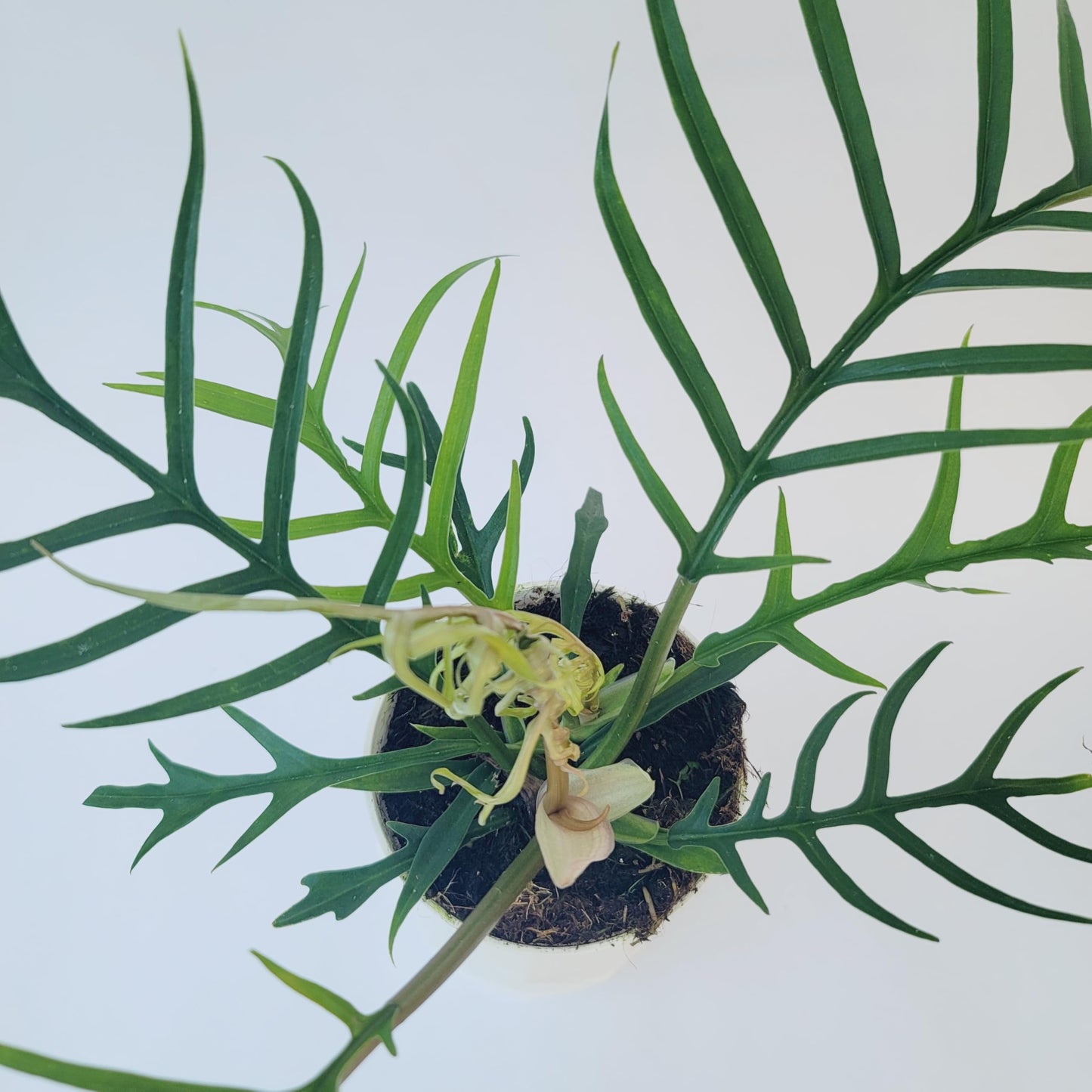 Philodendron Tortum Live Plant | Ships from CA | Available in Modern White Self-Watering Planter | Air Purifying & Pet-Friendly