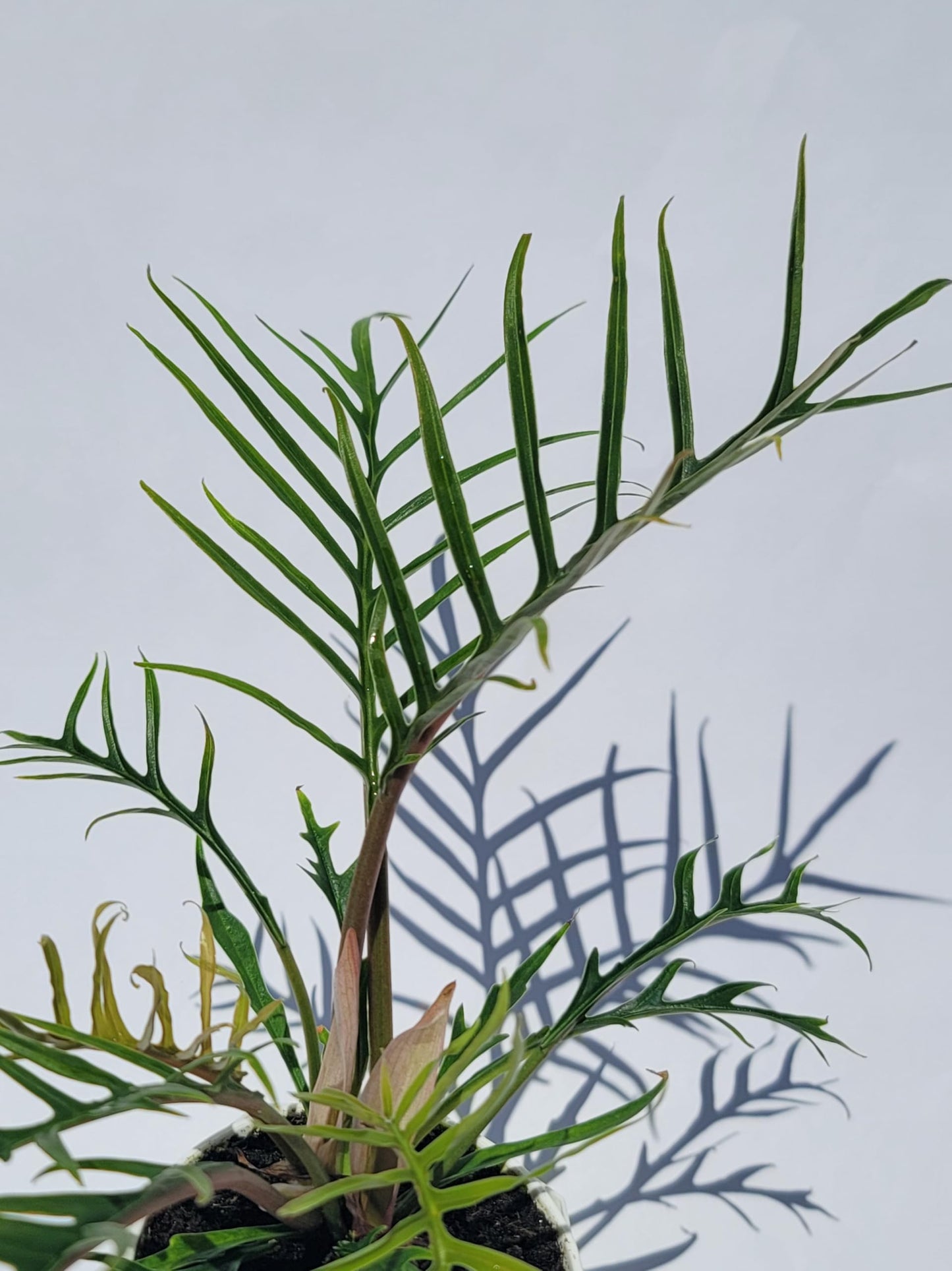 Philodendron Tortum Live Plant | Ships from CA | Available in Modern White Self-Watering Planter | Air Purifying & Pet-Friendly