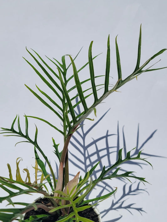 Philodendron Tortum Live Plant | Ships from CA | Available in Modern White Self-Watering Planter | Air Purifying & Pet-Friendly