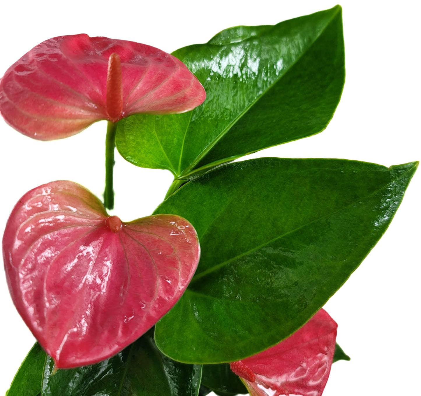 Anthurium Live Plant Pink Flowers - Anthurium Andraeanum Pink Flower - Anthurium Plants Live House Plants - Heart-Shaped Leaves - Available in 4" & 6" Pot - CA Seller