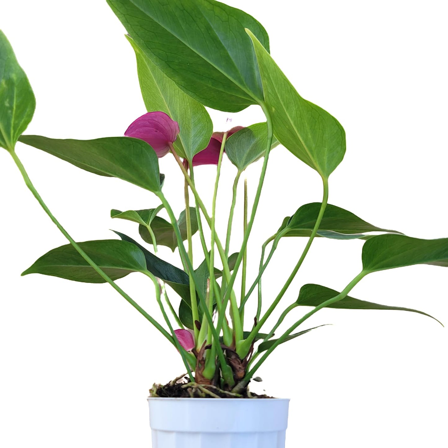 Anthurium Purple Andraeanum - Exquisite Indoor Plant with Long-Lasting Blooms and Lush Foliage & Glossy Purple Flowers - Easy-Care Indoor Plant - CA Seller - Air Purifying Plant