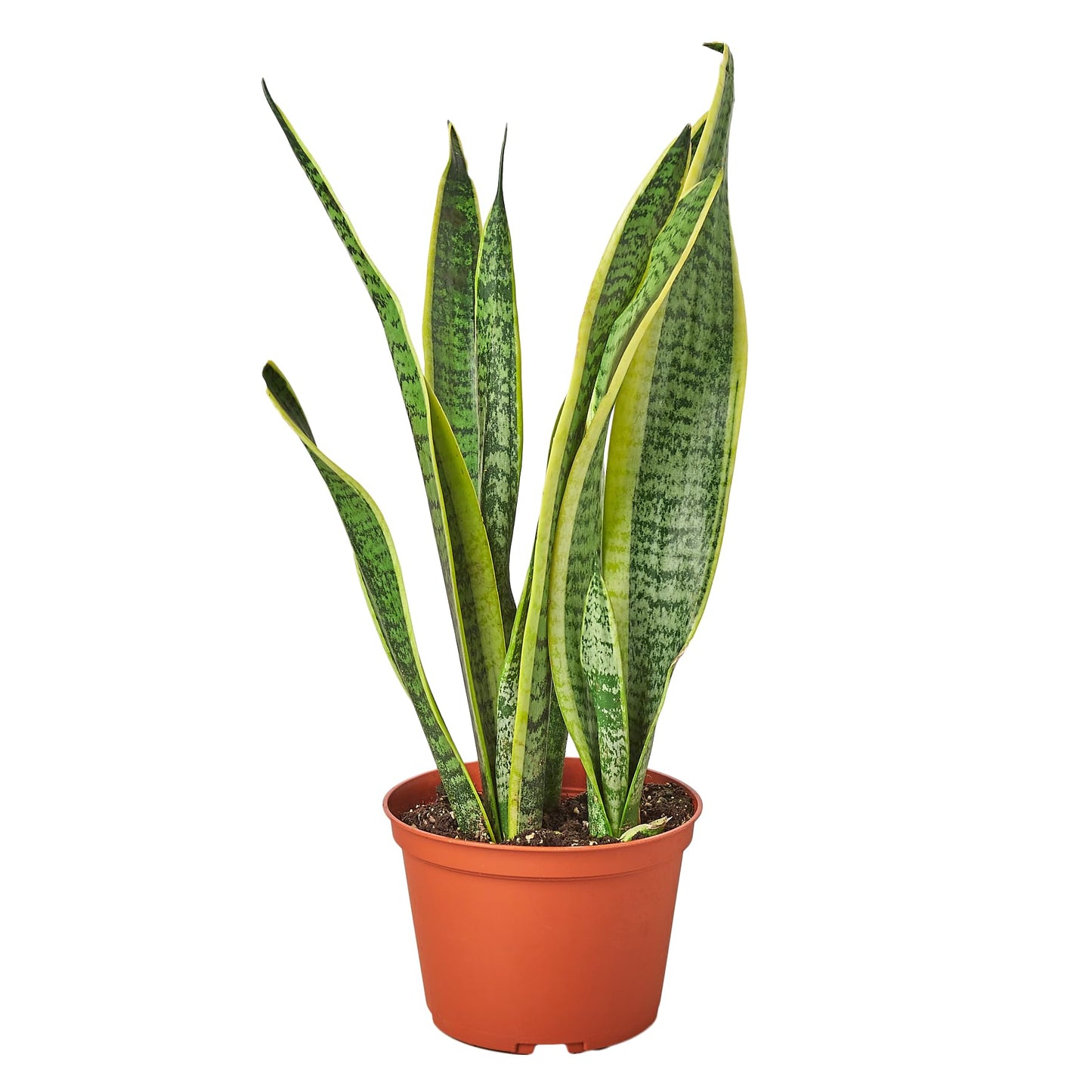 Live Snake Plant in Pot - Sansevieria trifasciata Laurentii - Fully Rooted Indoor House Plant in Pot - Mother in Law Tongue Sansevieria Plant - Best Air Purifying Plant - CA Seller
