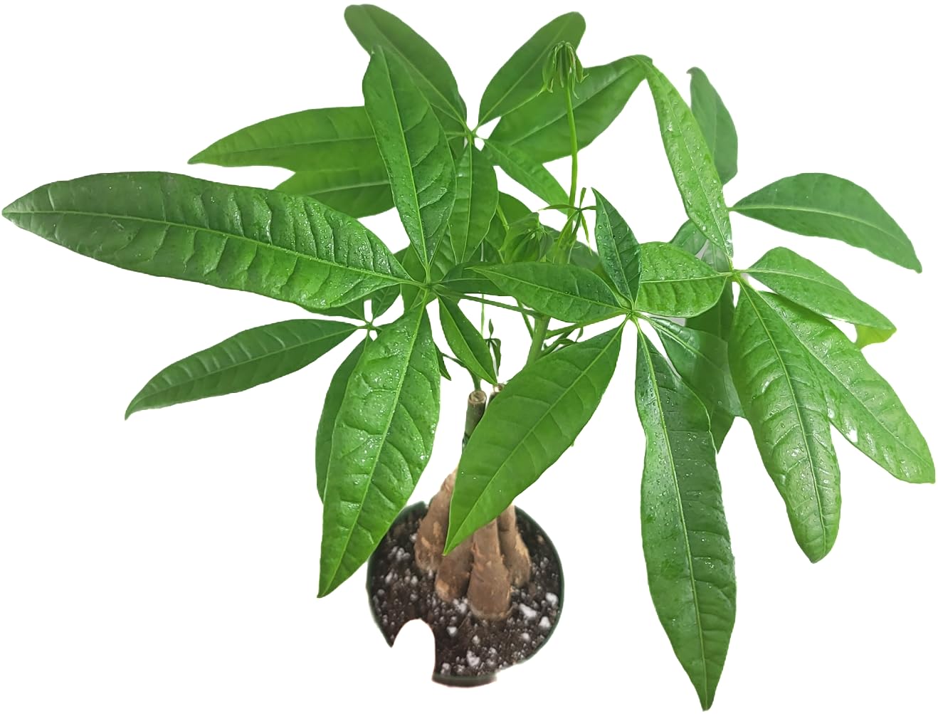 Chinese Money Tree Live Plant - Pachira Aquatica - Braided Chinese Money Plant Live - 12 to 16 inches Tall Live Bonsai Tree - Air Purifying Plant - California Seller