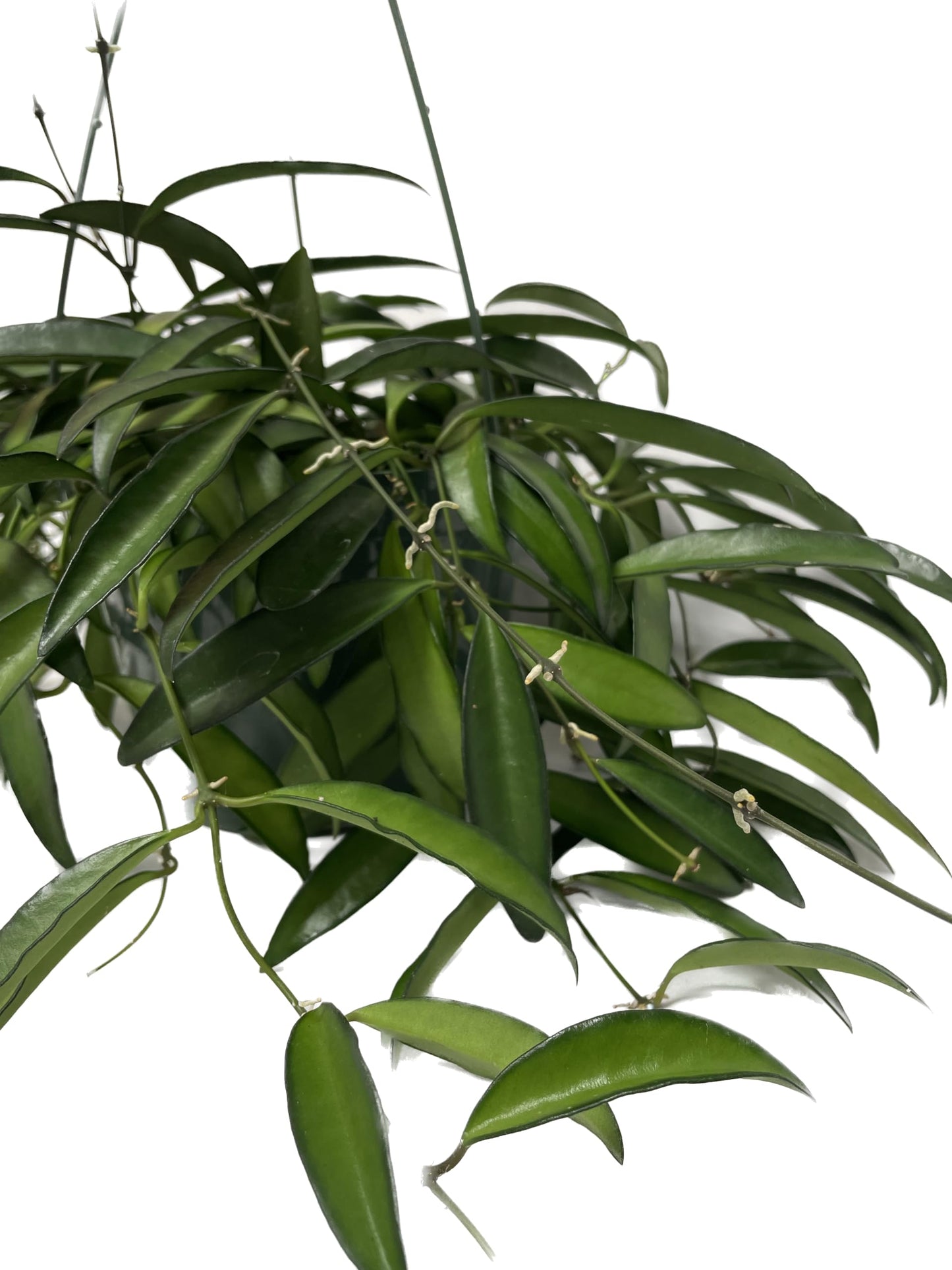 Hoya Wayetii Captivating Wax Plant - Air Purifing Live Plant - Hoya Plants Live Houseplants - Available in 2" Pot, 4" Pot and 6" Hanging Pot - Ships from CA - Pet Friendly Plant