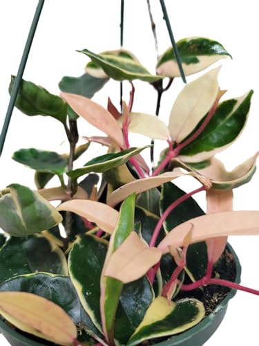 6" Hoya Krimson Queen Available in Hanging Pot, Live Arrival Guaranteed! Live Hoya Plants Live Houseplants - CA Seller - Air Purifying Plant